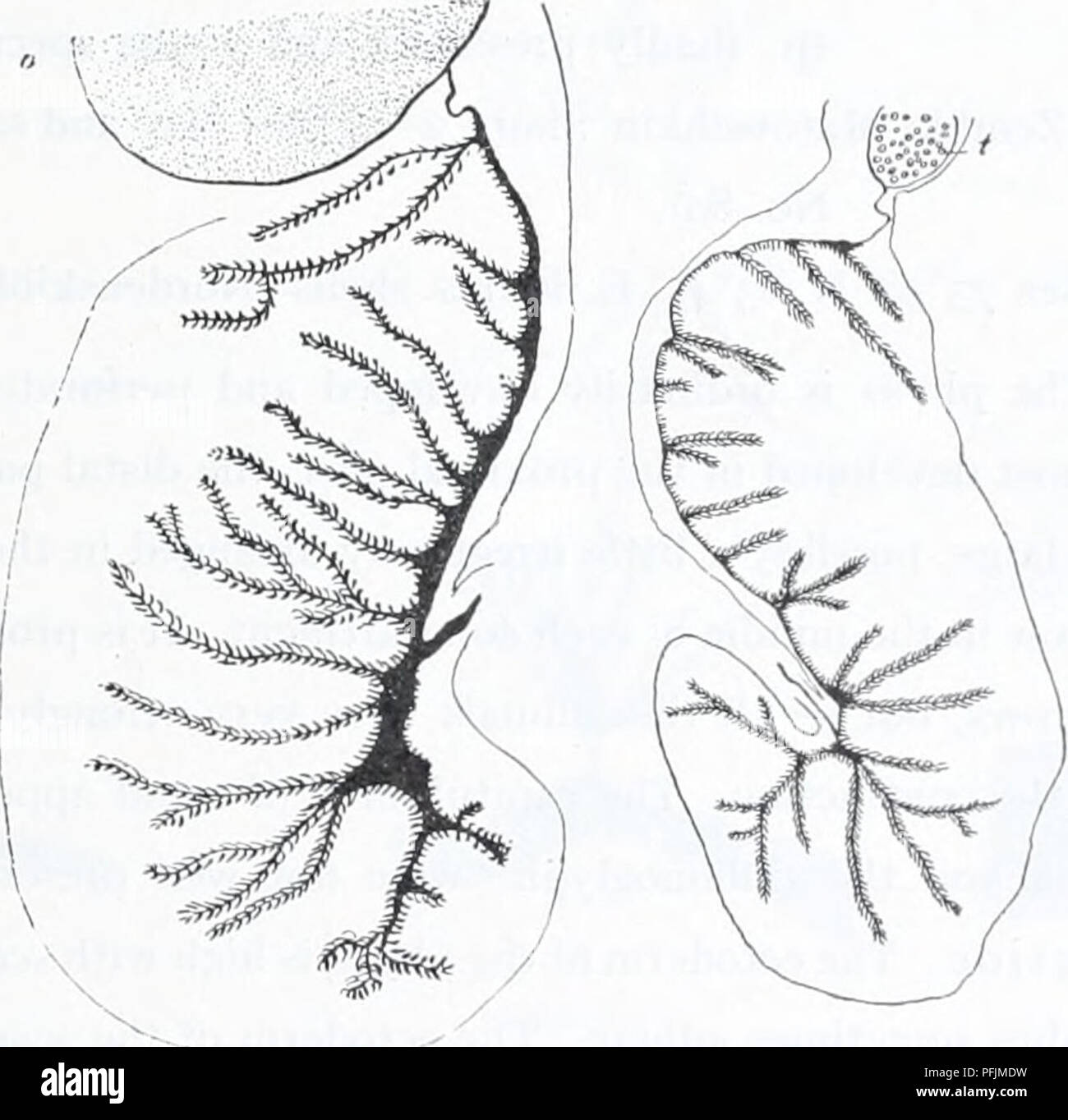 . Il danese Ingolf-spedizione. Animali marini -- regioni artiche; spedizioni scientifiche; regioni artiche. ACTINIARIA 39 tocysts. Le nematocisti della actinopharynx sono anche di due dimensioni. La dimensione dell'spirocysts (sp) aud nematocisti (n) nelle diverse regioni del corpo è come segue. Habitat capituluin nemathybomes tentacoli actinopharynx n. n. n. sp. n, n. I) I."piccola cinghia (Mort. 1900 29-39 x 3-5-4", 55-72 X 5 u - 17-19 x 1-2 U 10-14 x 1-2 jU - 24 X 2-2,5 u 2) - ( - 1912 24-33 X (2,5) 3* - 7-12 x 1,5/1 17-19 x 2 10-17 x 1-2 - - 3) - (Schiodte) 26-43 X (2,5 3-3,5 - - - - 4) Il Soun Foto Stock