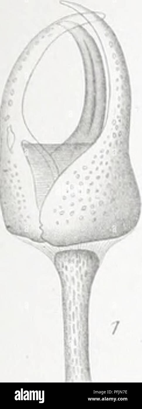 . Il danese Ingolf-spedizione. Animali marini -- regioni artiche; spedizioni scientifiche; regioni artiche. ItKloll' h'xpi'ililioncn H'U. T/i.Mortfii.srii, lrliiiloi<lfii II. T/ih. J'.. V ) . 13 .^/ /4 ^i*? Ho l.<J % 30 I ii :l i .ir. Si prega di notare che queste immagini vengono estratte dalla pagina sottoposta a scansione di immagini che possono essere state migliorate digitalmente per la leggibilità - Colorazione e aspetto di queste illustrazioni potrebbero non perfettamente assomigliano al lavoro originale. Ingolf-Expedition danese (1895-1896); Københavns universitet. Zoologisk museum. Copenhagen H. Hagerup Foto Stock . Il danese Ingolf-spedizione. Animali marini -- regioni artiche; spedizioni scientifiche; regioni artiche. ItKloll' h'xpi'ililioncn H'U. T/i.Mortfii.srii, lrliiiloi<lfii II. T/ih. J'.. V ) . 13 .^/ /4 ^i*? Ho l.<J % 30 I ii :l i .ir. Si prega di notare che queste immagini vengono estratte dalla pagina sottoposta a scansione di immagini che possono essere state migliorate digitalmente per la leggibilità - Colorazione e aspetto di queste illustrazioni potrebbero non perfettamente assomigliano al lavoro originale. Ingolf-Expedition danese (1895-1896); Københavns universitet. Zoologisk museum. Copenhagen H. Hagerup Foto Stock