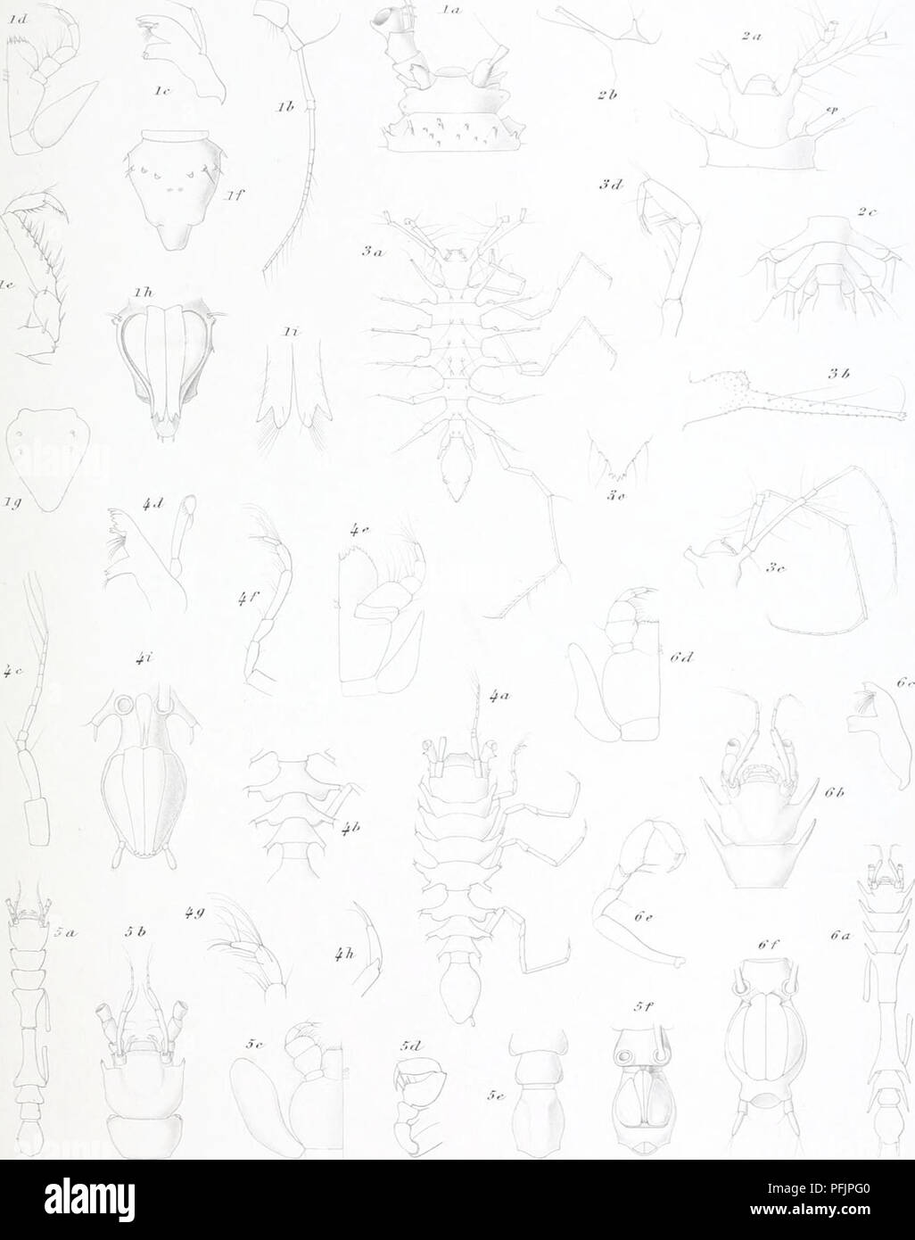 . Il danese Ingolf-spedizione. Animali marini -- regioni artiche; spedizioni scientifiche; regioni artiche. La spedizione Tngolf 711. 4- KJ.Hansen.: crostacei WOUacostraca ////.'/. IV /.â. / /'..V;;,/iiiuuiuiii hyslrix n$viâ,n.sp. 2. Dendrotion spinosum G.O.S. 3. D. paraaOKitm n.ap. i. Schistosoma ramo.ru m n.ftn..,ntp. 5. Tschnomesus profunda* n.tp. 6.1. armatus n.tp. H.UIansen del. T.VMoll.-r â "â ¢. Si prega di notare che queste immagini vengono estratte dalla pagina sottoposta a scansione di immagini che possono essere state migliorate digitalmente per la leggibilità - Colorazione e aspetto di queste illustrazioni potrebbero non perfettamente res Foto Stock