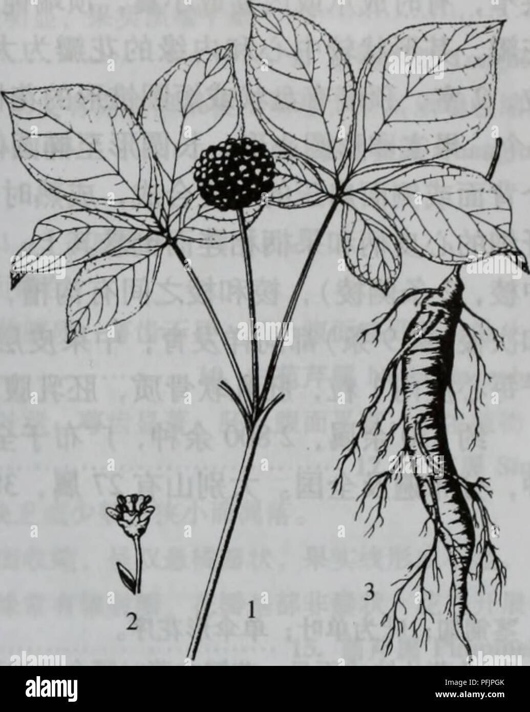 . Da bie shan zhi wu zhi. botanica. Ââããä¼å½¢ç§Umbemferae 823 2. Å¤§å¶ä'ä'ç"¹èäººå Panax japonieus C. A. Mey [ P. pseudo-parete di ginseng. var. japonicus (C. A. Mey) Hoo. et Tseng] Å¤å¹'çèae¬ï¼é"30  60 ( -100)åç±³ãae ¹ç¶ èae¨ªçï¼éå''ae¯å¹'çä'èï¼å''ä'ºç"¹é-ç¶ï¼èè'¨è¥ åï¼aeç"èè¨å¤§åä'²ç ç¶ï¼aeäºè å ¼aeï¼ae ¹éå''ä' è¨å¤§ï¼ç¨ä¾§ae ¹è¨å¤§aeåae±ç¶èè'¨ae ¹ãå°ä'èç"ç"ï¼ åae±å½¢ï¼å ·çºµçº¹ï¼ae ae¯ãå¶ä'ºaeç¶Å¤å¶ï¼35aeè½® çäºèé¡¶ï¼å¶aeé¿5  10åç±³ï¼ä'-å¤®å °å¶å®½ae¤-åå½¢ã ae¤-åå½¢ãae¤-åç¶åµå½¢aeååµç¶ae¤-åå½¢ï¼ç¨é¿åå½¢ae ae¤-åç¶ae"éå½¢ï¼é¿5  15åç±³ï¼å®½2.56.5åç±³ï¼ å ç"¯ae'å °aeae¥å °ï¼åºé¨ae¥å½¢aeåå½¢ï¼aeä'ae¹2aeå° å¶è¾å°ï¼åºé¨å''åaeï¼è¾¹ç¼é¯é½ Foto Stock