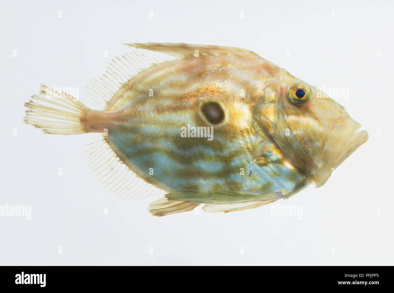 John Dory pesce (Zeus faber), vista laterale Foto Stock