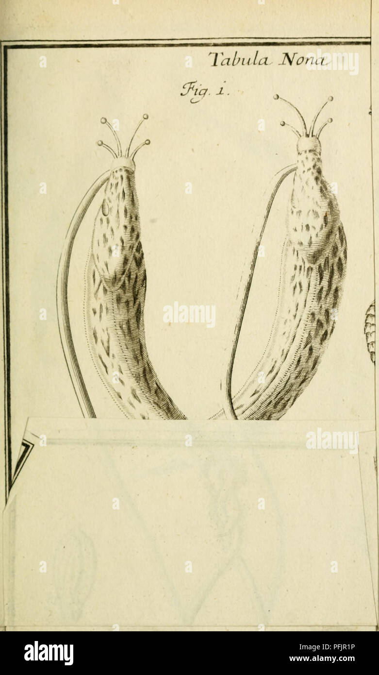 . Danielis Clerici, med. dott. Historia Naturalis et medica latorum lumbricorum, intra hominem &AMP; alia animalia, nascentium, ex variis auctoribus &AMP; propriis observationibus. Gli elminti. . Si prega di notare che queste immagini vengono estratte dalla pagina sottoposta a scansione di immagini che possono essere state migliorate digitalmente per la leggibilità - Colorazione e aspetto di queste illustrazioni potrebbero non perfettamente assomigliano al lavoro originale. Le Clerc, Daniel, 1652-1728. Genevae : apud fratres de Tournes Foto Stock