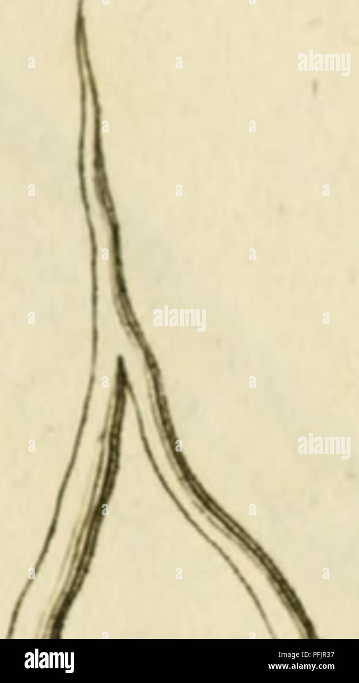 . Danielis Clerici, med. dott. Historia Naturalis et medica latorum lumbricorum, intra hominem &AMP; alia animalia, nascentium, ex variis auctoribus &AMP; propriis observationibus. Gli elminti. J7^^ £fij.3.. 1/ (divertimento^v L, I /. Si prega di notare che queste immagini vengono estratte dalla pagina sottoposta a scansione di immagini che possono essere state migliorate digitalmente per la leggibilità - Colorazione e aspetto di queste illustrazioni potrebbero non perfettamente assomigliano al lavoro originale. Le Clerc, Daniel, 1652-1728. Genevae : apud fratres de Tournes Foto Stock