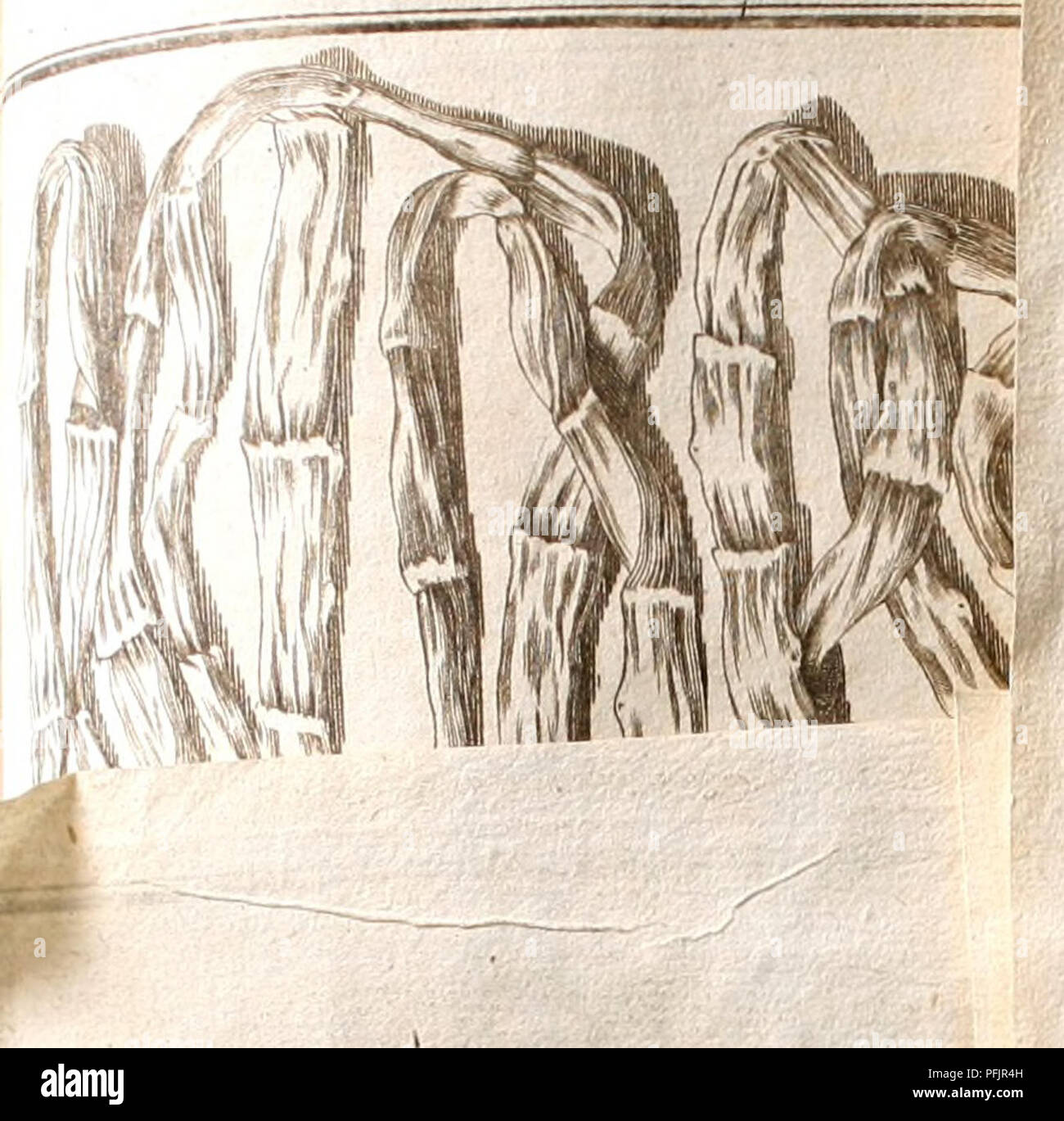 . Danielis Clerici, med. dott. Historia Naturalis et medica latorum lumbricorum, intra hominem &AMP; alia animalia, nascentium, ex variis auctoribus &AMP; propriis observationibus. Gli elminti. . Si prega di notare che queste immagini vengono estratte dalla pagina sottoposta a scansione di immagini che possono essere state migliorate digitalmente per la leggibilità - Colorazione e aspetto di queste illustrazioni potrebbero non perfettamente assomigliano al lavoro originale. Le Clerc, Daniel, 1652-1728. Genevae : apud fratres de Tournes Foto Stock