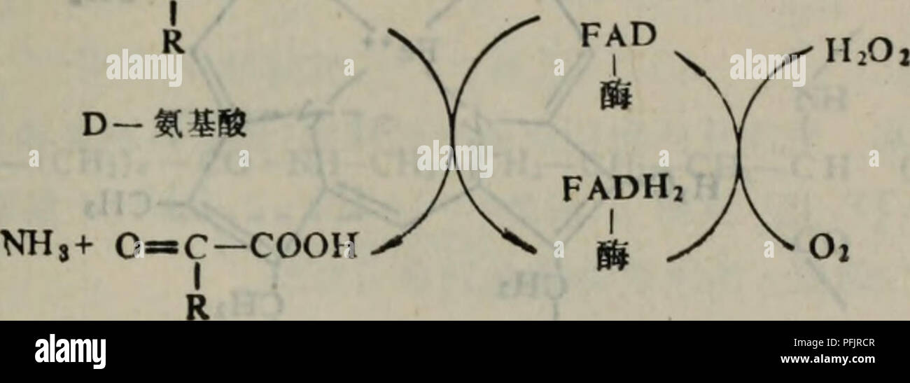 . Dan bai zhi fen zi ji chu. botanica. m FMNåFAD,ä"n:¨ç ç©è¿ååNADHåNADPHae¥åae°¢ï¼ç¶åå°ae°¨ä¼ éç"ae°§åäºä¹) ä"åae°¢ä½ï¼ç"èè²ç' ï¼ï¼ NH 2âCHâCOOH. D-^aeé 'ae°§ae¯é ¶çååº FMNåFADä'S[^èç½ç"åå¾ç¢ï¼å±äºè¾ åºç±"ãå-ç å¤è¿åï¼èIaeé¨åä'è¾ åºåå¼ï¼èç½è'¨ åae§ï¼ååºae¯ä'å¯éçãè¥ä"¥é 'Å¤çï¼å·ï¼ae¶ï¼ååºae¯ã¯éçï¼å¯ä"¥aeè¼åºåèç½é¨ååè¡¨14- 2ae¯é"ç' éç±"å¬åååºçå®ä¾ã è¡¨H-2é"ç' gÂ§ç±"å¬åååºå®ä¾ M è¾ åº åºç©ï¼çµå-(ii;ä½ï¼ äº§ ç© çµå åHi-D-Håºé 'ae°§åae¢ FAD D-ICåºé ' a-é ®é "ï¼NHa 02 FMN. Il valore di FAD L-ae°®åº3S a-ç¹-é "ï¼Nils O2 FAD NADH NADH NAD+ (CoO) FAD m m é ' 0. Èaé 'è±-ã&amp; FAD å"¶è¡ç"¢ (CoO) FAD må å°¿ é ' 0, 3.è¾ é ·Q(ae³ç §ubichinone Foto Stock
