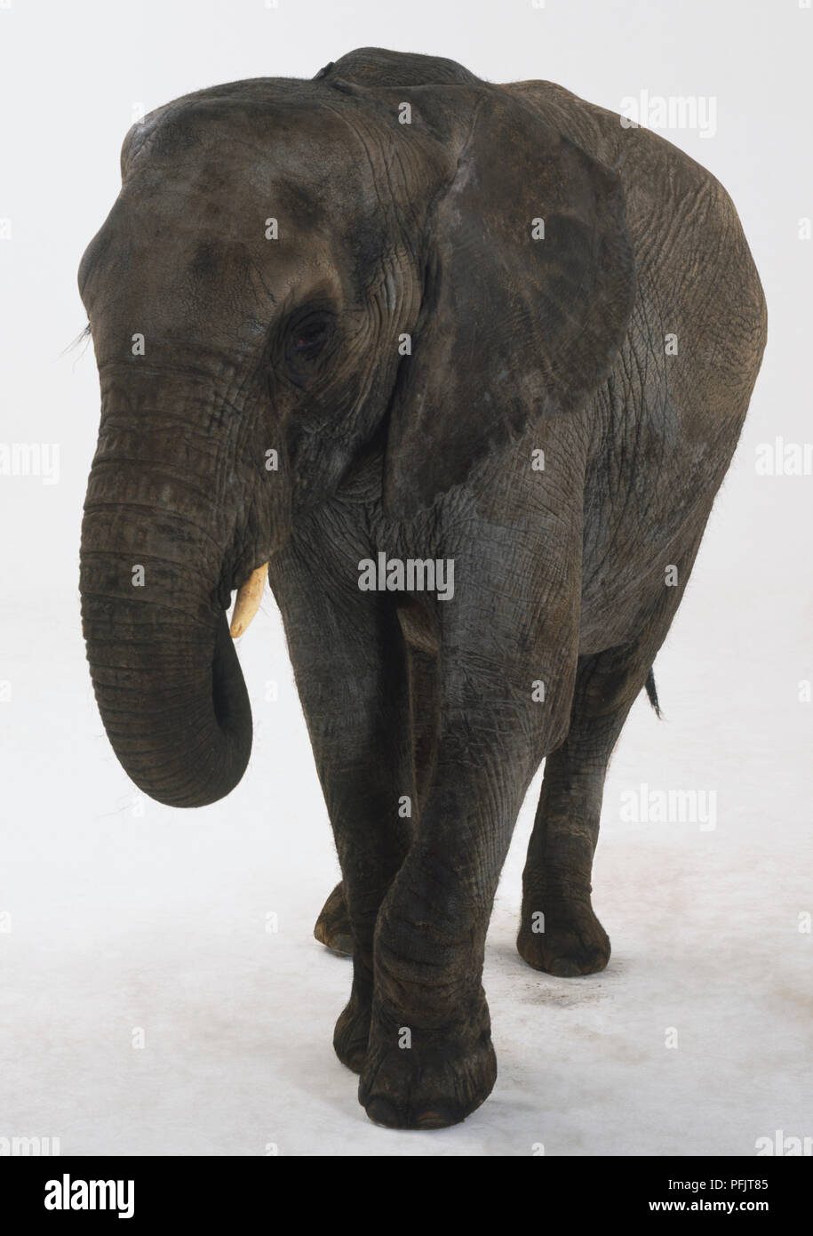 Giovane elefante passeggiate, vista frontale Foto Stock