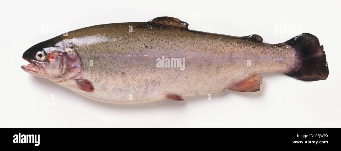 Trota di lago, Salvelinus namaycush Foto Stock