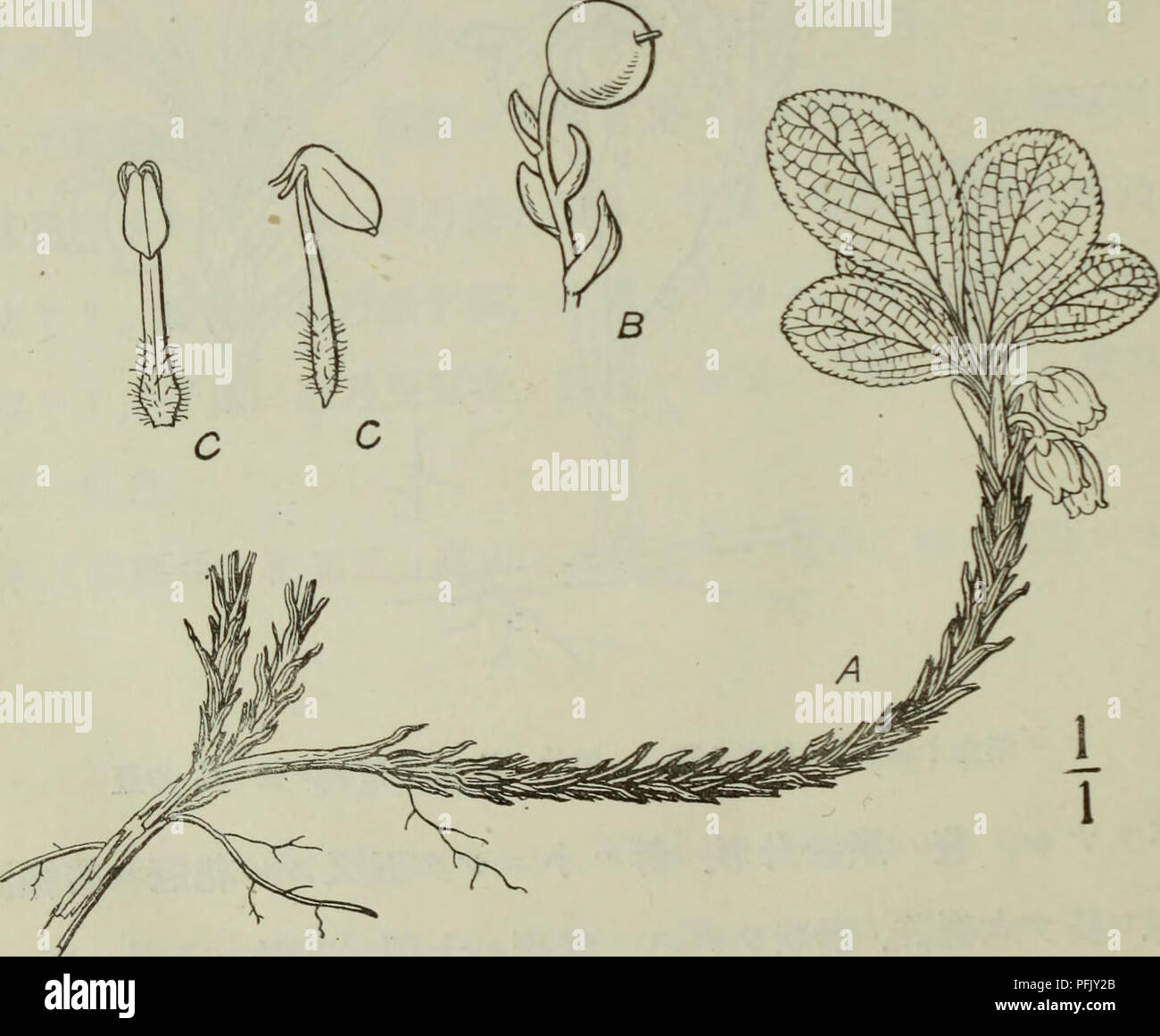 . Dai Nihon jumokushi. Alberi e arbusti. (158) ä¿¡ae¿åé§ã±å²³ã¥ãaeå-'ååéå¹³äº®ä'ae°ãç¼è¦ã"ã·ããã (åå'ï¼ae¯é£ ãaeé®®ãåç±³ã ae¬ç¨®ãArctous alplnus ãè®ç¨®ãã¡ãªã·ã¢èãç'°^ã-ããè±ã ç½ã"ã©ãäºãè¯ãçªèµ·ãå°ããã¬äºãï¼aeå¯¦ãç' è²ããã¬ã¥ä¾¬ãªå½¼ae-¤ ã²åå¥ã·å¾ã ãã¾ããããï¼ç¬¬ä¹åã¼åï¼ Arctous japonicus e Nakai sp.è¬. Syn. Arctous cUpiè·(non TS'ièåï¼M'lTSãMã'Index piaDtaium Japonicarum se. P 4ã.ï¼1912).. Ç¬¬ä¹åä'A.è±ãéã¯ã·ae³C.éè. Si prega di notare che queste immagini vengono estratte dalla pagina sottoposta a scansione di immagini che possono essere state migliorate digitalmente per la leggibilità - Colorazione e aspetto di queste illustrazioni possono non assomigliare perfettamente Foto Stock