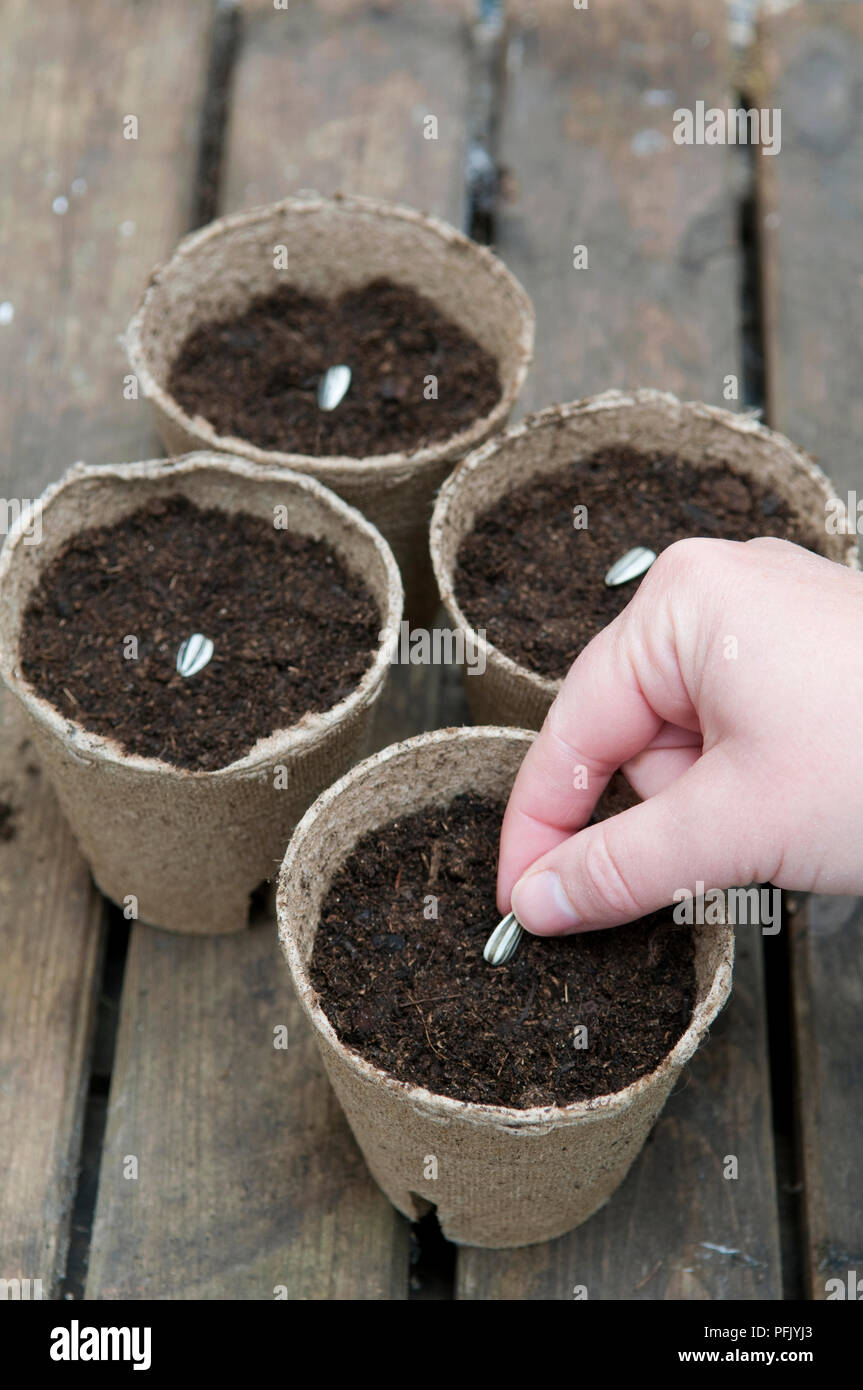 La mano di piantare semi di girasole biodegradabile in vasi riempiti con il  compost, close-up Foto stock - Alamy