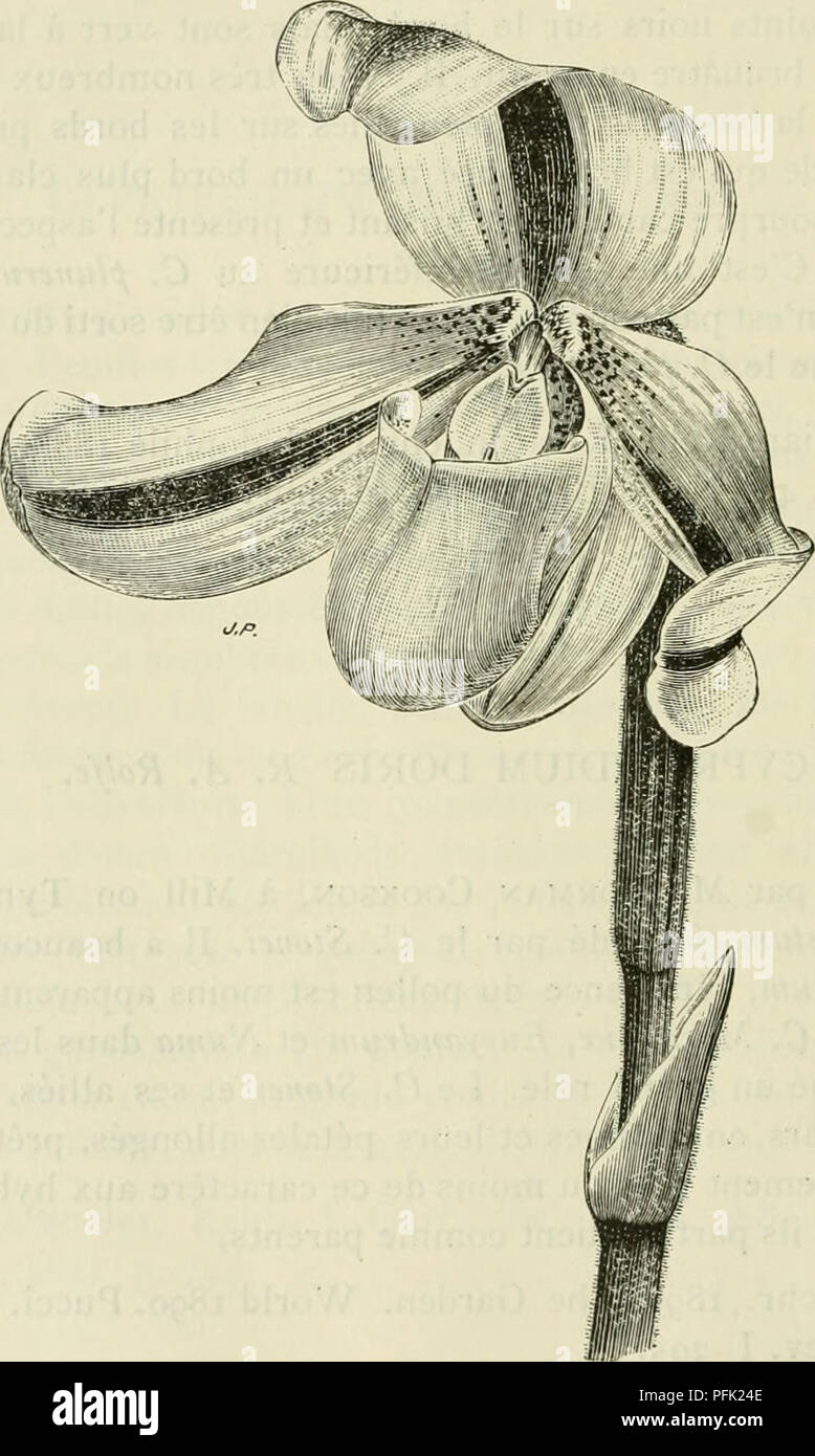 . Cypripedium, Selenipedium &AMP; Uropedium. Monographie comprenant la description de toutes les espÃ¨ces, variÃ©tÃ©s et hybrides esistente jusqu'Ã ce jour. Cypripedium; Selenipedium. Â ho66 -- CYPRIPEDIUM DRURYI. Beddome. Indes Orientales. SÃ©dorsale pallido jaune citron clair, marquÃ© d'onu ruban central de couleur cramoisi foncÃ©, le sÃ©pale infÃ©rieur est. C'.ypripedium Druryi. blanc paille, lignÃ© vert foncÃ©; Pí©tales jaune acajou clair à la partie supÃ©rieure qui est Ã©galement rubannÃ©e de cramoisi. Si prega di notare che queste immagini vengono estratte dalla pagina sottoposta a scansione di immagini che possono essere state digita Foto Stock