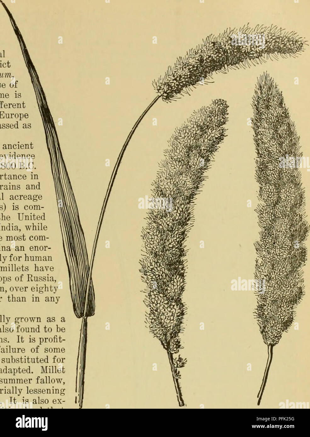 . Dell'enciclopedia delle colture di fattoria. La produzione agricola; l'agricoltura. Miglia Miglia. Figg. 693-702. Da M. A. Carkton. Le miglia sono coltivate of- legami di alcuni piccoli-seminati cereali e foraggere graminacee, che, in senso stretto, appartengono al genere Pankum o strettamente connesse generi. A causa di una somiglianza in il seme che il nome è anche applicata ad altre erbe di generi differenti in questo paese, mentre in Europa e in Asia anche sorghi sono classificati come millets. Le miglia sono tra le più antiche di grani di cibo. Non vi è evidenza storica della loro coltivazione in Cina dal 2800 A.C. Essi sono Foto Stock