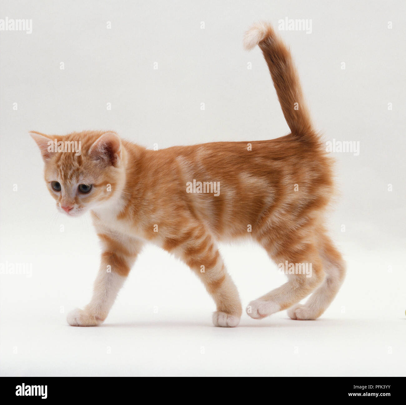 Lo zenzero tabby kitten camminare con il tail rialzato, vista laterale Foto Stock