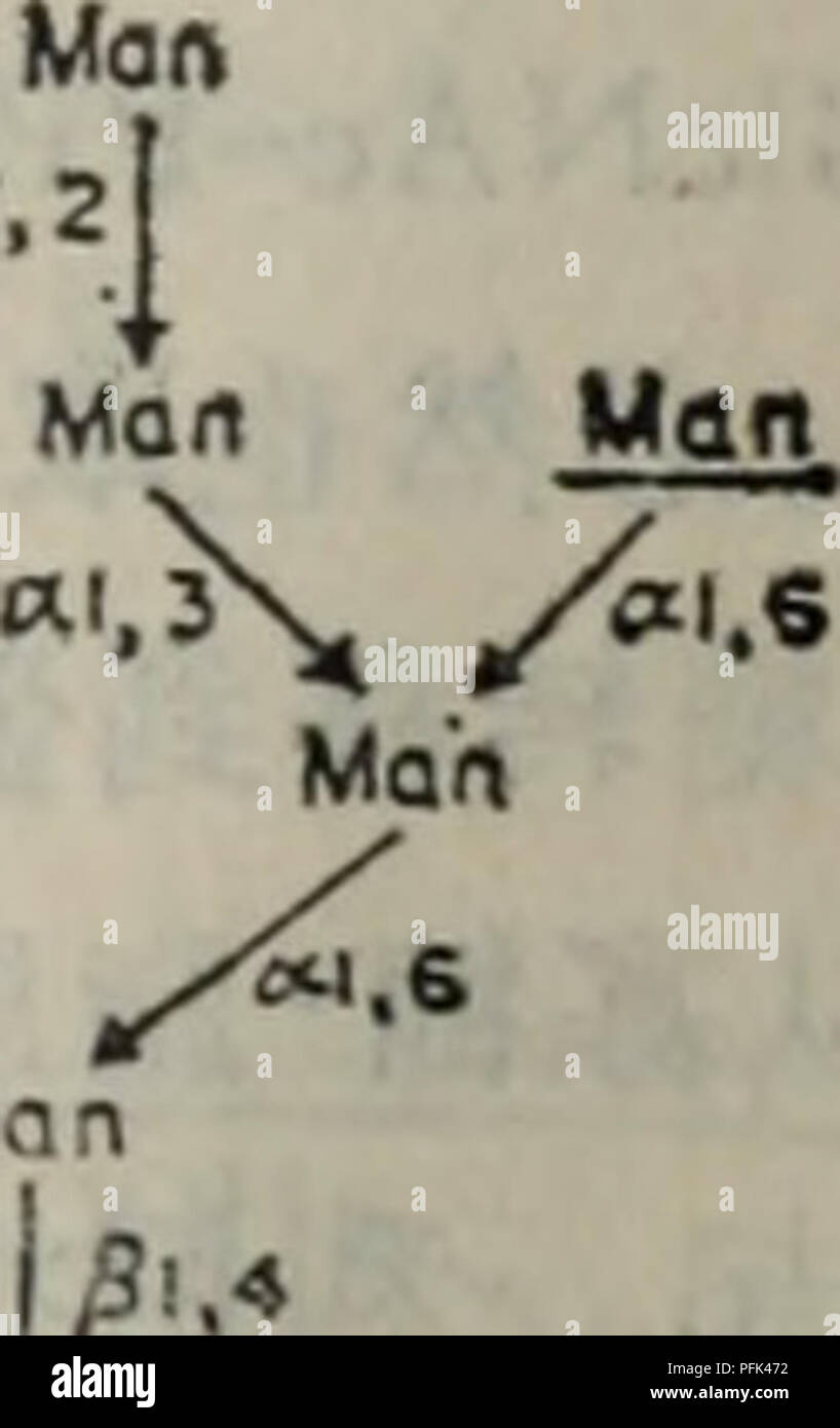 . La dai xie codolo dan bai yu dan bai ju tang jie gou gong neng egli dai xie. botanica. CtcNAe GlcNAc I R GlcNAc 1 CicNAc vinto :'T'uomo Â"å ¥ GlcNAc GlcNAc. ,3. -Ä¹p â ¢ 67. Si prega di notare che queste immagini vengono estratte dalla pagina sottoposta a scansione di immagini che possono essere state migliorate digitalmente per la leggibilità - Colorazione e aspetto di queste illustrazioni potrebbero non perfettamente assomigliano al lavoro originale.. xun ce mo han qing. ke xue chu ban she Foto Stock