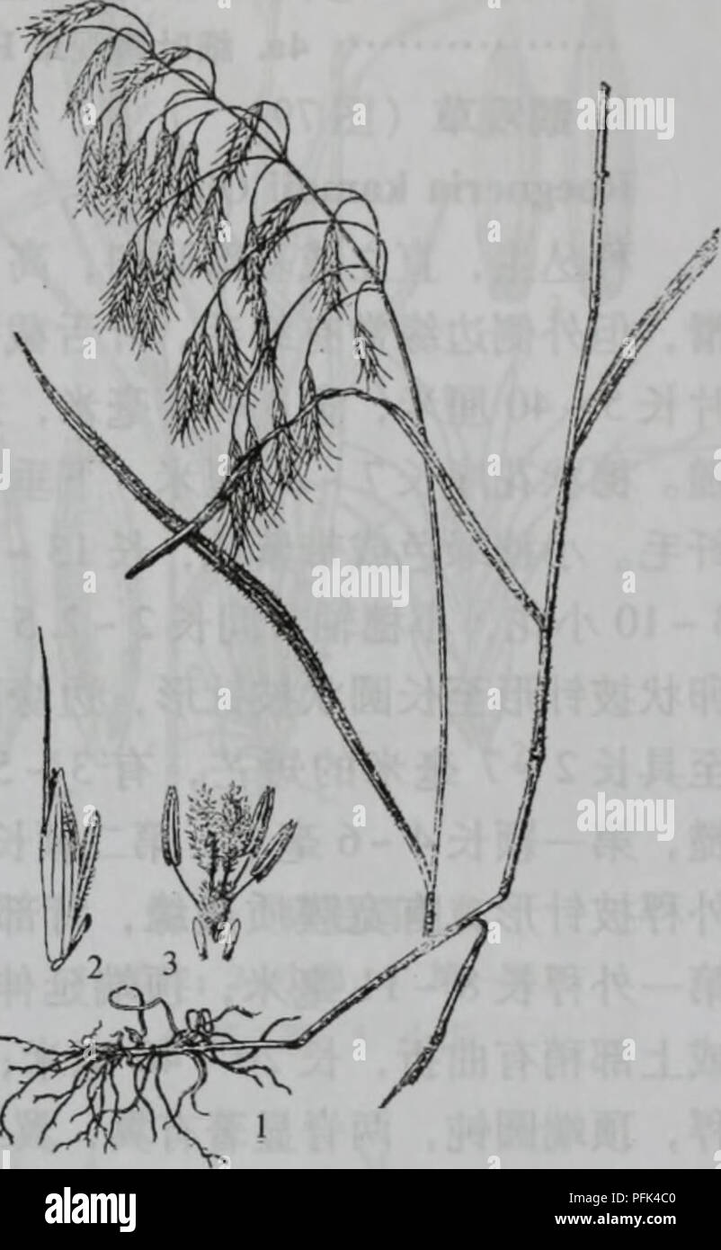 . Da bie shan zhi wu zhi. botanica. Åãç¦¾ae¬ç¦¾aeGramineae 75 X. HFS,;^ae©*v. ikaiiiuji 2. É¢aeéèµ·ç5 7èï¼èå½¼ae- Å¤¯ae¥ï¼å¤ae ·aeç-èè'¨è¾¹ç¼ï¼å ae ·çä'¤èae ç¿¼ 2.ä'èµ¢é¹ è§èR- mayebarana 1.å ae ·ååµç¶ae"éå½¢ï¼é¿çº¦ä'ºå¤ae ·2/3ç ã 3. É¢ä'Å¤ae ·è¾¹ç¼aeè¾é¿ççº¤ae¯ï¼å¤ae ·èé¨aeç-åºae¯ã 4.Å¤ae ·é¡¶ç"¯aeåae²çé¿è 3.çº¤ae¯aeªè§èIL ciliaris 3èï¼é¿610ae¯"ç±³ï¼å¤ç§"ae"éå½¢ï¼ae7èï¼ç¬¬ä'Å¤ç²¹é¿913ae¯"ç±³ï¼èç"ç'ï¼çäºå¤ç¥¥é¡¶ ç"¯ï¼é¿510ae¯"ç±³ï¼å ç¨çªç-ï¼ç-äºå¤ae ·ï¼èä'aeçº¤ae¯ï¼è±è¯é¿çº¦3ae¯"ç±³ï¼é¢aeé¿810ae¯" ç±³ï¼è''çäºç²¹å ãè±aeae67aeã äº§å¤§å"å±±åå°ï¼ä"¥å±±åºè¾å¤è§ãçäºå±±å¡ãè·¯è¾¹ãae²³å²'ae¹¿Å¤ã 2.ééº¦ï¼å¾78) Bromus japonicus Thunb. Ä'aeäºå Foto Stock