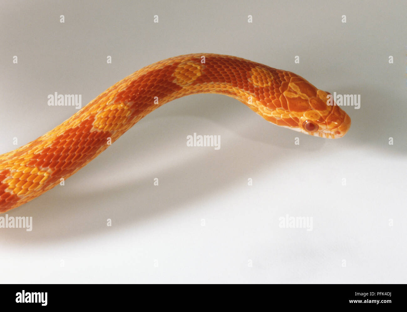 Testa di un serpente di mais (Elaphe guttata), di colore rosso-marrone e arancione iscrizioni Foto Stock