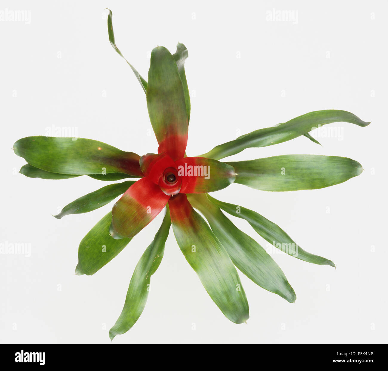 Nidularium innocentii (Bird's Nest bromeliad) mostra infiorescenza rosso, vista da sopra Foto Stock