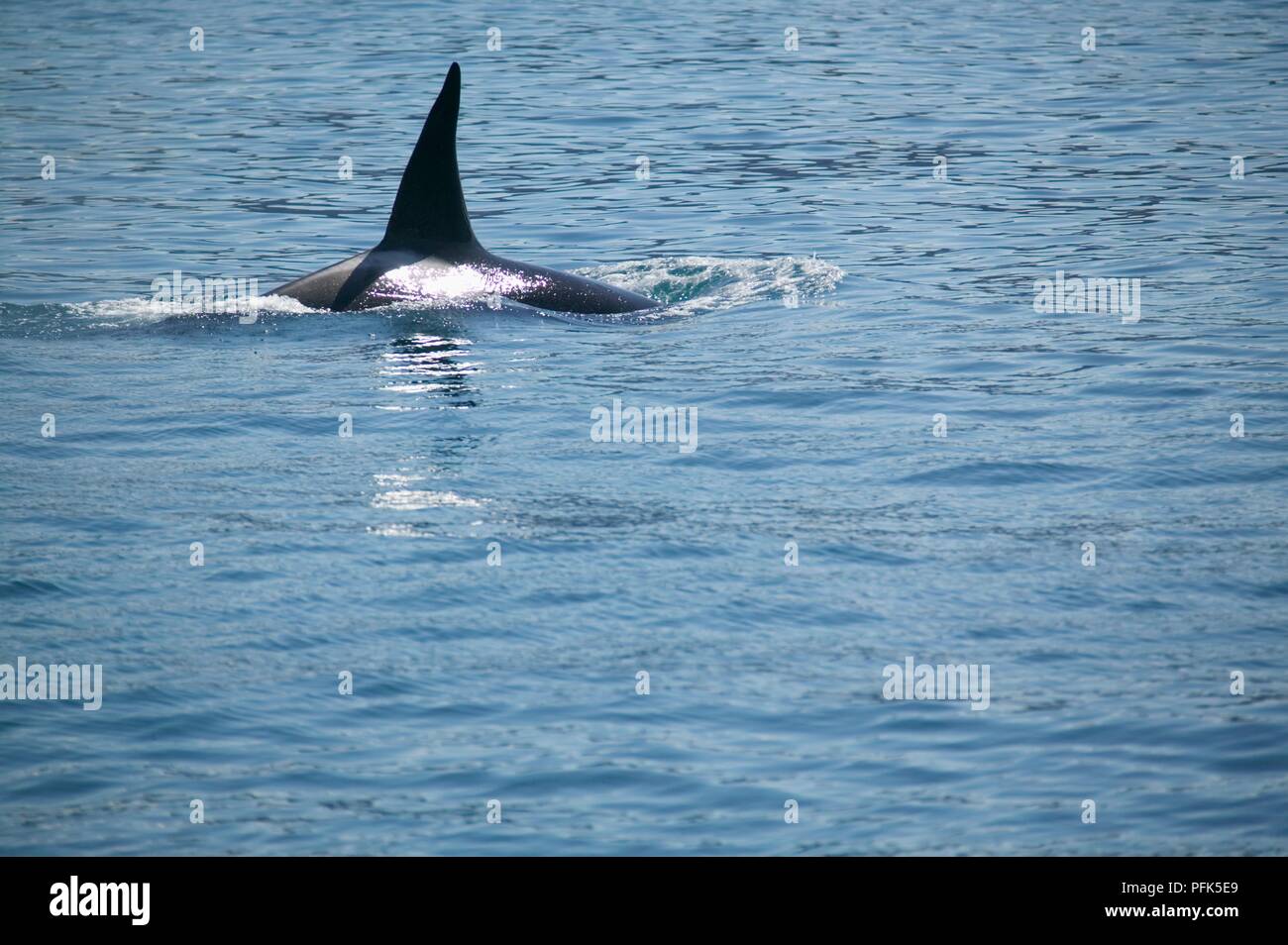 Stati Uniti d'America, Alaska, pinna dorsale della balena killer (Orcinus orca) affiorante dall'acqua Foto Stock