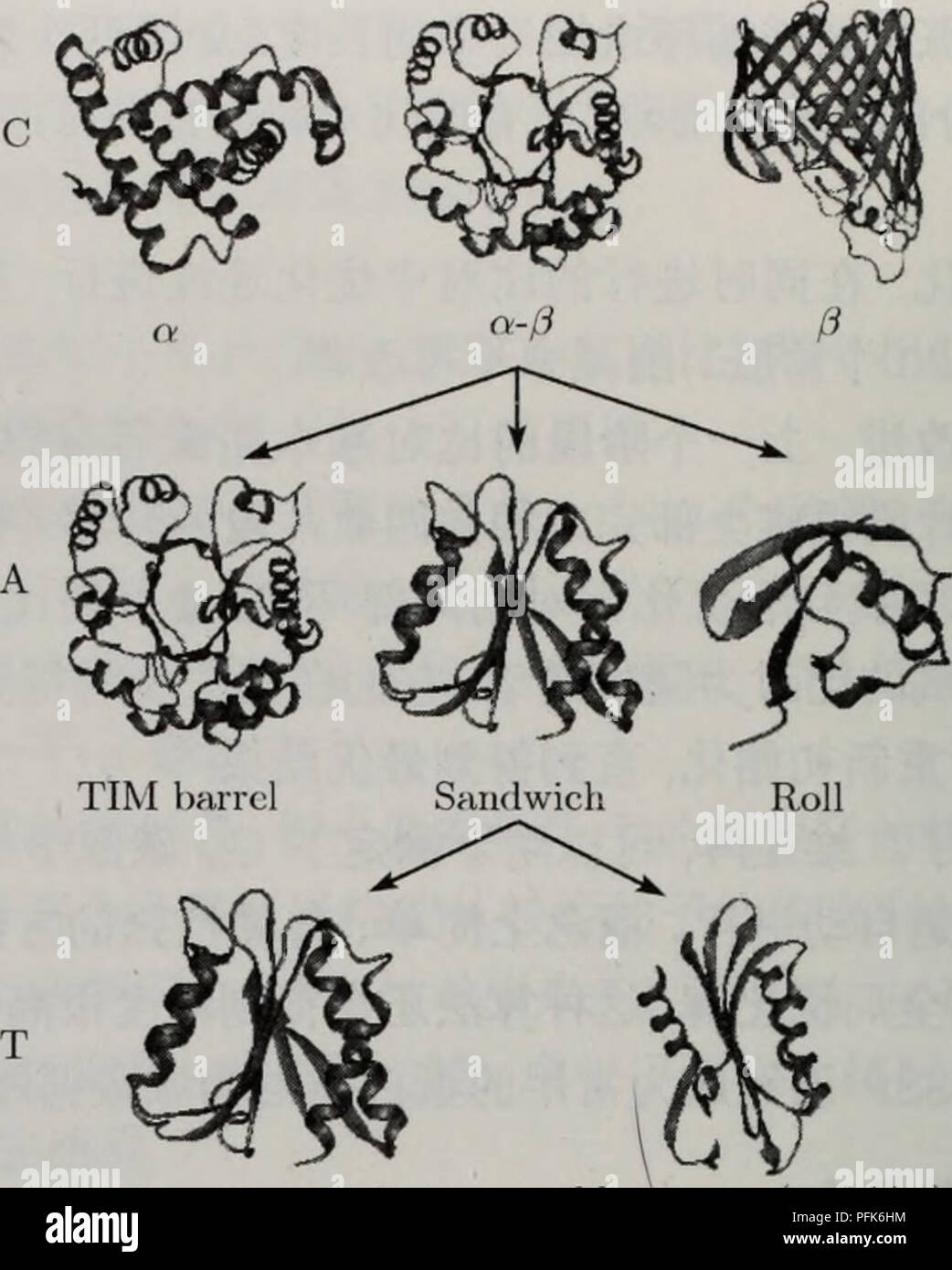 . La dai bai Zhi Jie gou yu ce chi zhi xiang liang ji de ying yong. botanica. 114 ç¬¬8ç" èç½è'¨aeå ç±"åçé¢aeµ. flavocloxiri (4fxn) ^J-lattamasi(lmblAl) å¾8-1 CATHae°ae®åºä'-ç"aeå±ae¬¡ç¤ºaeå¾ (aeºèªhttp://www.biocheni.ucl.ac.uk/bsm/cath/cathjnfo.html) è'¨ç±"ï¼protein classe, c)ãç"aeä½ç³"ï¼architecture, A)ãaeaeï¼topology, T)ååaeºè¶ ae (omologhi superfamiglia, H).ç±"ae¯aeç®åçå±ae¬¡ï¼å®aeè¿°äºae¯ä'ªç"aeåçäºçº§ç"ae aeå.ç"aeä½ç³"è¯'aeäºaeäºçº§ç"aeåä½aeè±¡å¾å.ç±äºèèäºè¿ç"-çè¿ae¥,å¨aeae å±åä'ä'ªç"aeä½ç³"ä'-çaeåå¯è½aeaeç±"åå®å ¨ä'å.å¦aeåä'aeaeä'-çç"aeå ·aeå¾ é"çç'ä¼¼ae§å¹¶ä'å ·aeç±"ä¼¼çåè½ï¼è¿äºç"aeè¢"è®¤ä'ºae¯è¿åä"ç'ä¼¼çï¼é£ä¹å®ä"¬å°±å½ ä'ºåä'ä'ªåae Foto Stock