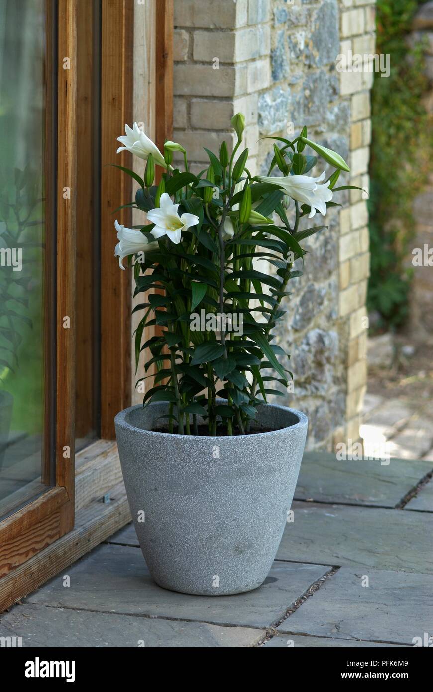 Il Lilium longiflorum (Pasqua giglio), in pietra, piante vaso sul patio  Foto stock - Alamy