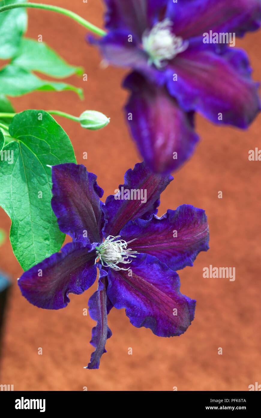 La clematide "tè nero', blu e fiori viola, close-up Foto Stock