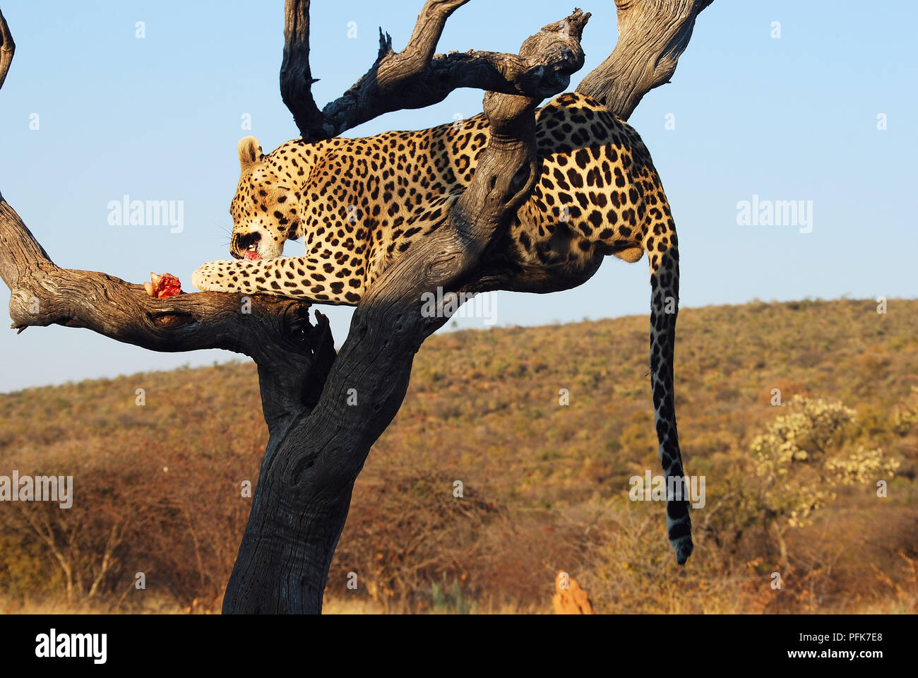 Leopard su un albero di Etosha National Park Namibia Foto Stock