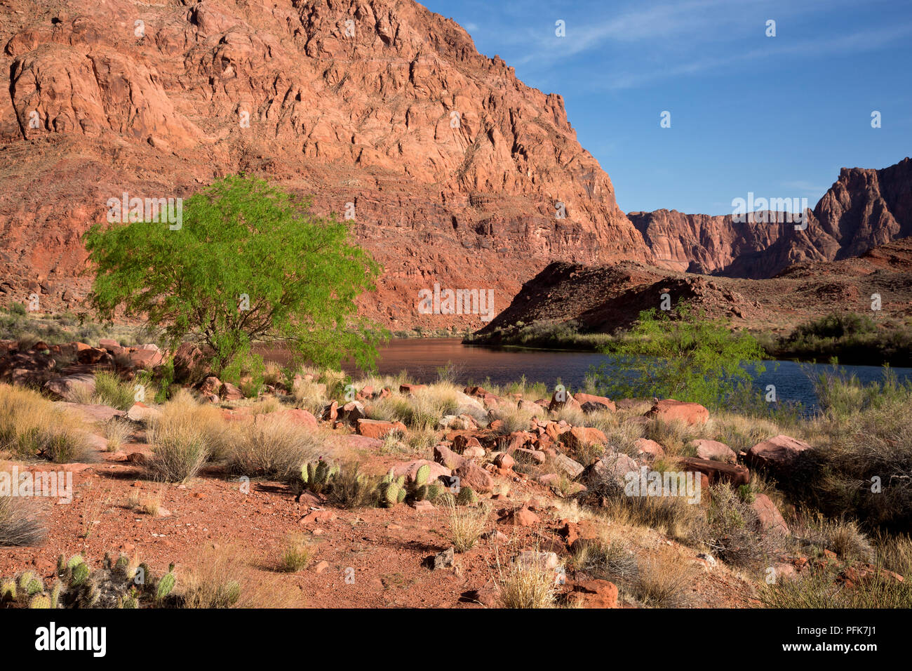 AZ00326-00...ARIZONA - il fiume Colorado a fecce traghetto, una zona storica di Glen Canyon National Recreation Area. Foto Stock