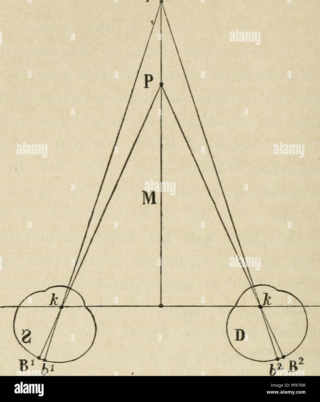 . Verslagen en mededeelingen. ( 32 ) Beide oogen, come en 2^ (fig. 1) zijn gericht op het punt P, dat zijn fig- 1- p. beelden B^ en B^ in de foveae centrales heeft, en zij zien dus beide p op dezelfde plaats^ -• de plaats waar • de gezichtslijnen zich kruisen. Een ander punt p^ verderaf gelegen dan P, ligt voor /S blijkbaar links, voor B rechts van P, en wel, terwijl P en ;j beide in het mediaanvlak 31 liggen, voor S anche- veel rechts als voor B link: de gezichtshoeken p kp QnP Jep zijn, namelijk, aan beide zijden gelijk. Bij gevolg ligt het midden tusschen de duhhelheelden in het mediaanvlak, Foto Stock