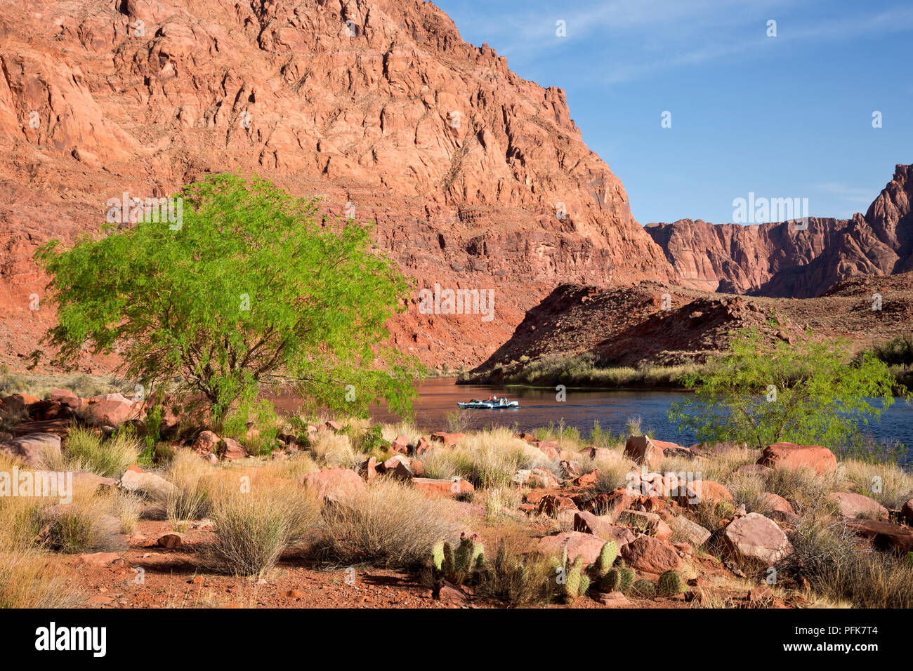 AZ00327-00...ARIZONA - Zattere voce fino il fiume Colorado a fecce traghetto, una zona storica di Glen Canyon National Recreation Area. Foto Stock