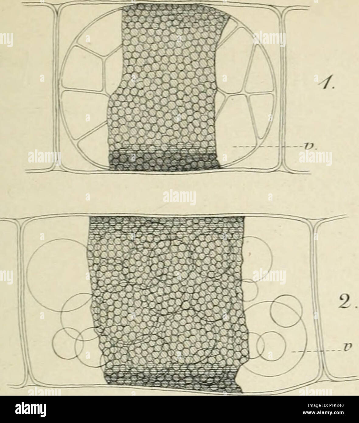 Questa pubblicazione dell'Accademia delle Scienze di Amsterdam discute argomenti relativi alla permeabilità del citoplasma e di altri fenomeni cellulari, concentrandosi sugli aspetti microstrutturali delle cellule e delle funzioni biologiche. Foto Stock