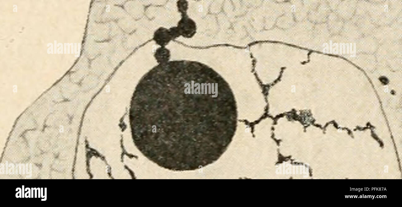 Questo testo scientifico si concentra sullo studio della citologia, con particolare attenzione alla struttura e alla funzione del nucleo metazoico nelle cellule. Fornisce approfondimenti sulla biologia cellulare, evidenziando il significato dei componenti nucleari nei processi cellulari e nella funzione complessiva degli organismi. Foto Stock