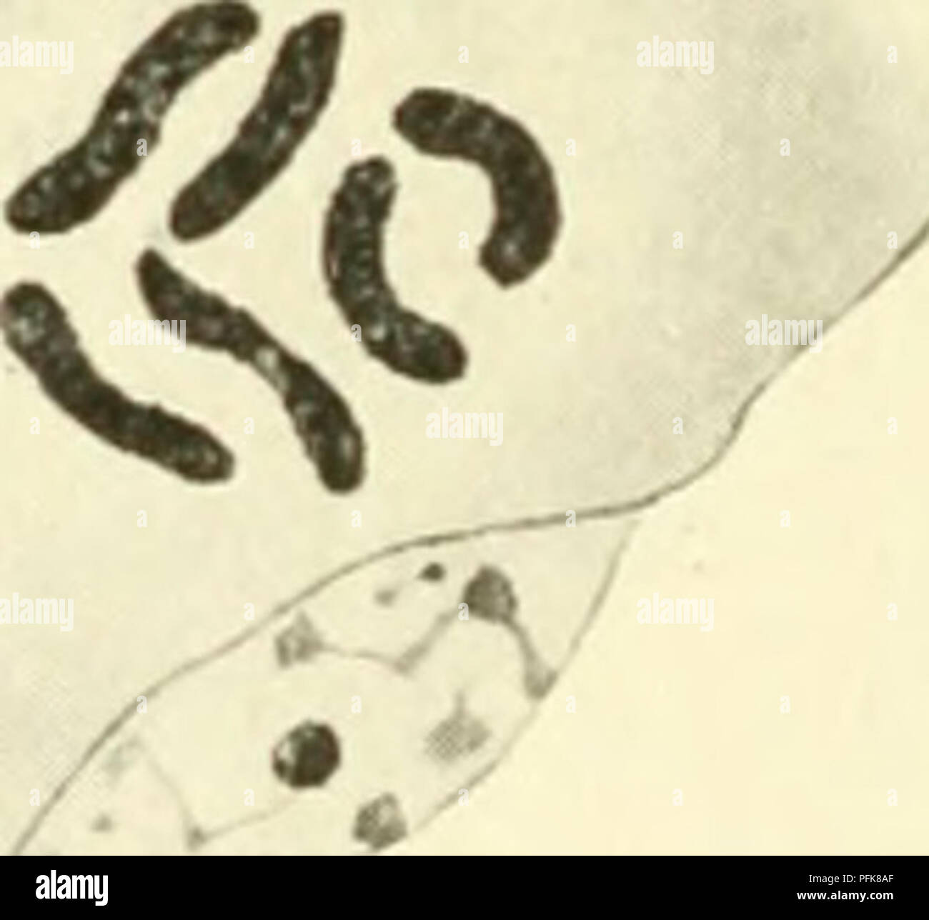 . Citologia, con speciale riferimento al nucleo metazoan. Cellule; citologia. Fig. 53.. Q i cromosomi nel ciclo di vita di Aphis saliceti. (Dopo von Baehr, L.C., 1912.), gli spermatogoni! Prophase; B, spermatocyte primario, inizio della fase meiotica; C,D, E, F, G, evoluzione dei cromosomi definitivo. Nota i due bivalents e il singolo cromosoma X. H, la metafase I.; io, ana- fase I.; J, K, telophase I. Tutti i cromosomi ora simili, tutti essendo univalente e suddivisa in preparazione per la seconda divisione. L, la fase di riposo tra le due divisioni; M, prophase II.; N, metafase II.; o Foto Stock