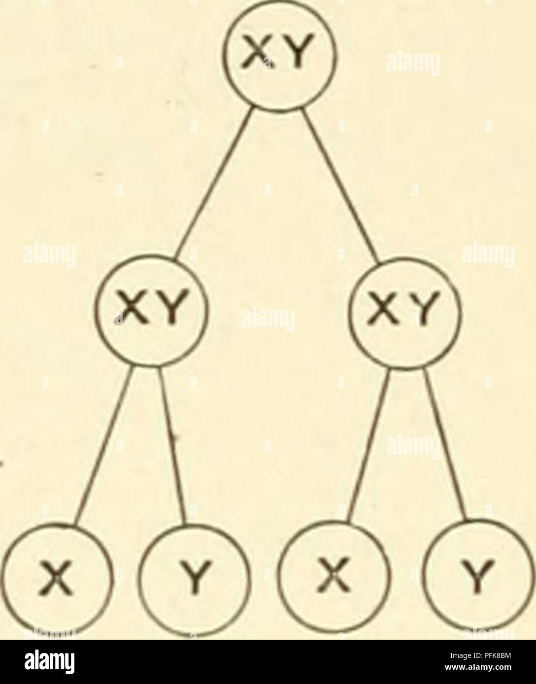 . Citologia, con speciale riferimento al nucleo metazoan. Cellule; citologia. 104 La citologia due modi diversi per ottenere lo stesso risultato finale-pro- riduzione dei due tipi di spermatozoi in numero uguale-possono essere rappresentati in un diagramma come segue : Prima divisione equatioual. Seconda divisione riduttivo. Prima divisione riduttivo. Seconda divisione equational. Spermatocyte I. Spermatocyte II. Spermatid.. Si prega di notare che queste immagini vengono estratte dalla pagina sottoposta a scansione di immagini che possono essere state migliorate digitalmente per la leggibilità - Colorazione e aspetto di queste illustrazioni potrebbero non perf Foto Stock