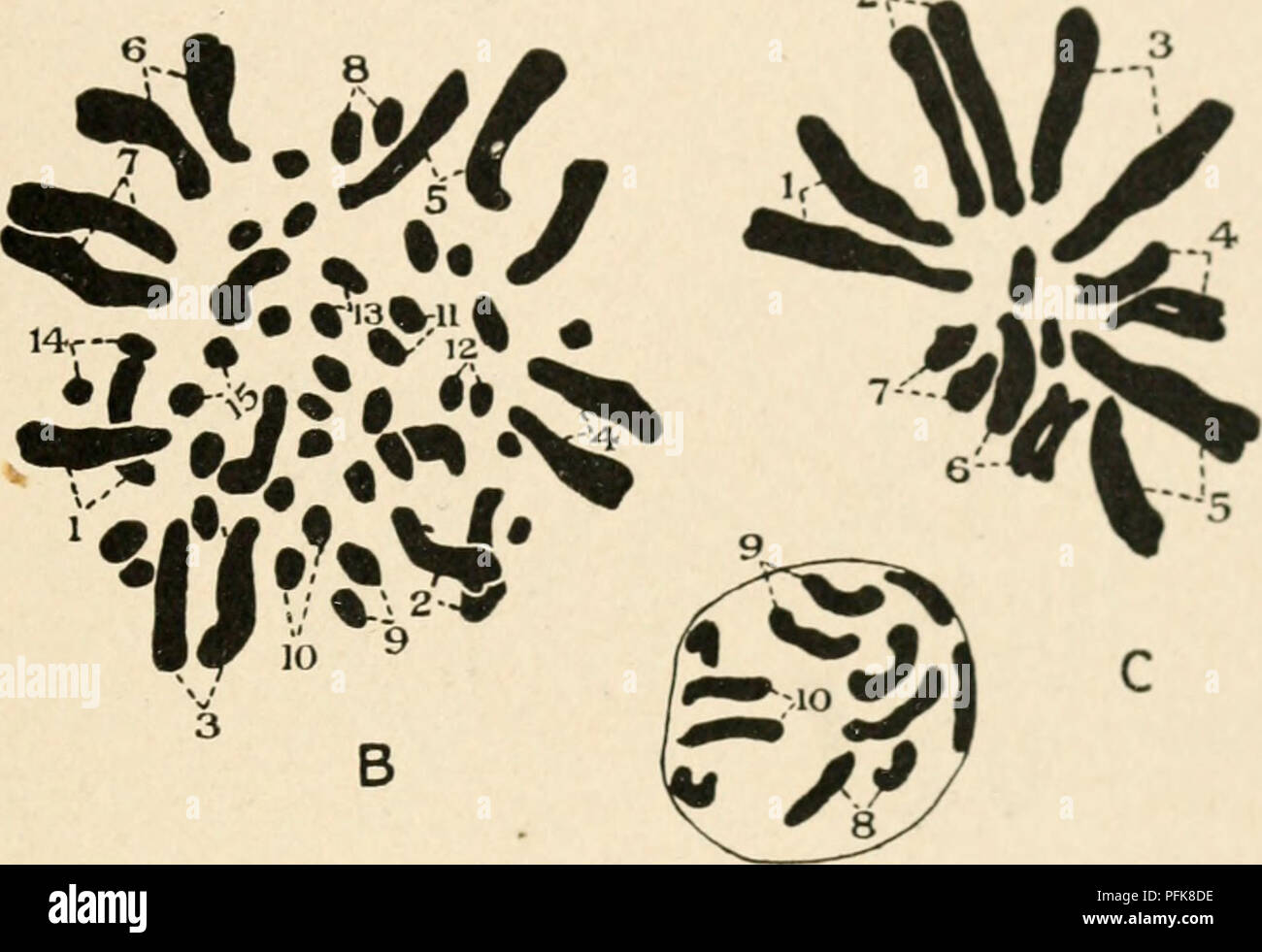 . Citologia, con speciale riferimento al nucleo metazoan. Le cellule. V i cromosomi omologhi 125 chiamato cromosomi omologhi, coppia insieme per formare il bivalents. Il nucleo dell'oocita primario o spermatocyte può quindi essere scritta : AA + BB + CC+ ... Presso la divisione di riduzione i cromosomi omologhi sono separate, come descritto nel capitolo II, in modo che ciascun nucleo di gameti ha la formula A+B+C+ . . Il nucleo diploide del primo formula è naturalmente ricostituita al singamia (30). Ne consegue che un membro di ogni coppia di cromoterapia omologa- •v.*. V 6 4. Fig. 55. Illustrante il tendenc Foto Stock