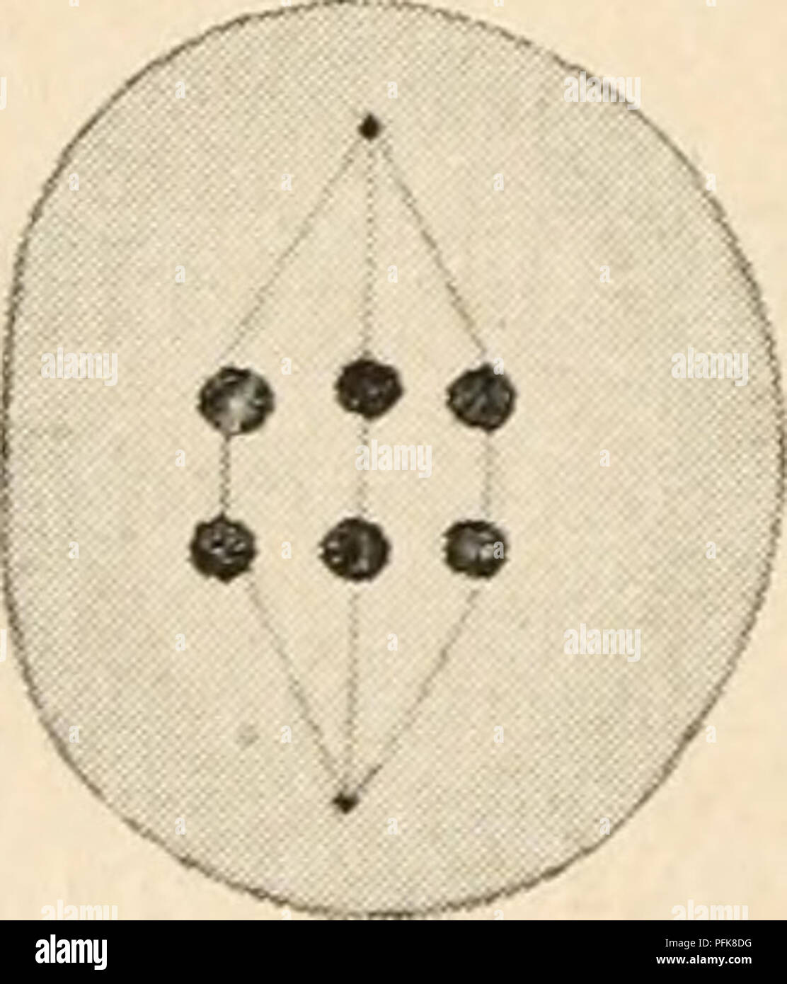 . Citologia, con speciale riferimento al nucleo metazoan. Le cellule. N se / 0 o ^y fig. 53. &Lt;L^ '^ â 'A Q i cromosomi nel ciclo di vita di Aphis saliceti. (Dopo von Baehr, LC 1912^), spermatogonial prophase; B, spermatocyte primario, inizio della fase meiotica; C, D, E, F, G, evoluzione dei cromosomi definitivo. Nota i due bivalents e il singolo cromosoma X. H, la metafase 1.; 1, ana- fase I â ¢ T K, telophase I. Tutti i cromosomi ora simili, tutti essendo miivalent e spht m preparazione tor la seconda divisione. L, la fase di riposo tra le due divisioni; M prophase II.; N, met Foto Stock