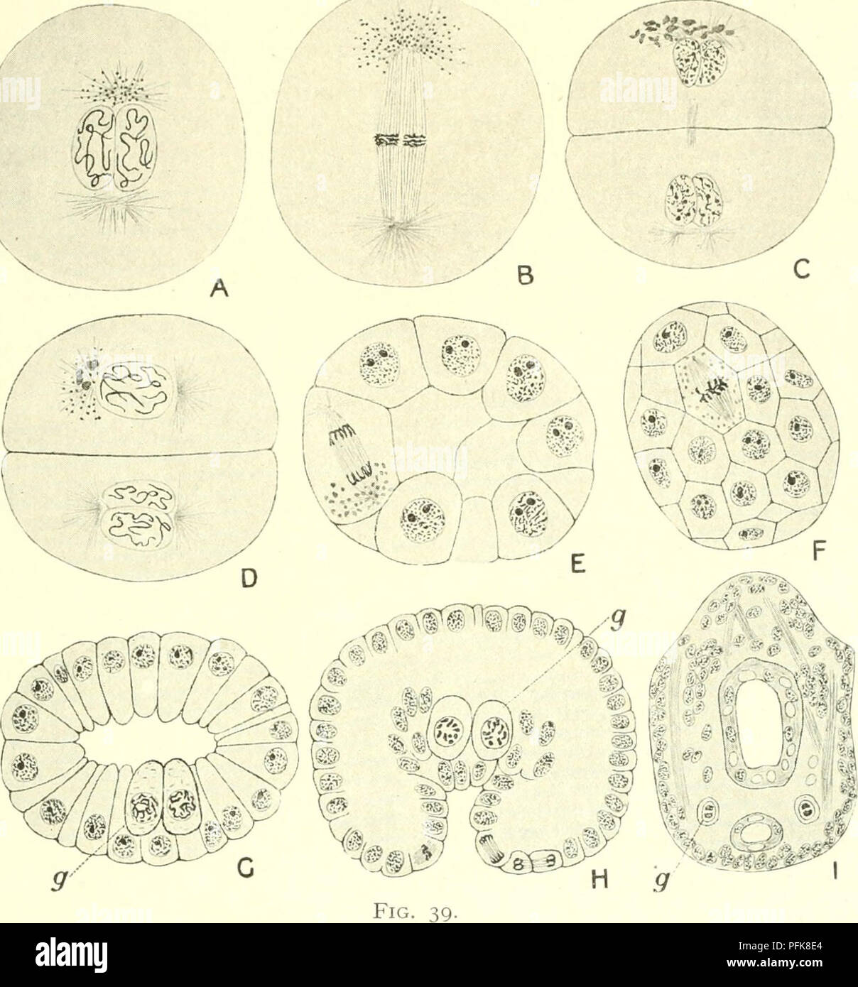 . Citologia, con speciale riferimento al nucleo metazoan. Cellule; citologia. GERM-VIA 83 e progressivamente scompaiono, e un nuovo set di granuli fa la sua comparsa nella prossima prophase. Come i granuli delle precedenti la mitosi non hanno abbastanza scomparso da tempo il nuovo set sviluppa, la cella non è mai del tutto senza di loro e questo fatto rende il suo continuo possibile identificazione. Il nuovo in granuli che figurano a prophase sono nuovamente concen-. La differenziazione del germe in pista Ciclope fuscus (A-H), e Diaptomus coeruleus (I). (Dopo Amma, R.Z., 1911.), proohase della prima scissione mitosi, Foto Stock