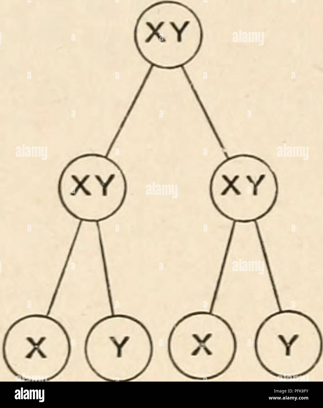 . Citologia, con speciale riferimento al nucleo metazoan. Le cellule. 104 La citologia CHAP. I due diversi modi di ottenere lo stesso risultato finale-pro- riduzione dei due tipi di spermatozoi in numero uguale-possono essere rappresentati in un diagramma come segue : Spermatocyte I. Spermatocyte II. Spermatid. Prima divisione equational. Seconda divisione riduttivo.. Prima divisione riduttivo. Seconda divisione equational.. Si prega di notare che queste immagini vengono estratte dalla pagina sottoposta a scansione di immagini che possono essere state migliorate digitalmente per la leggibilità - Colorazione e aspetto di queste illustrazioni potrebbero non perfetta Foto Stock