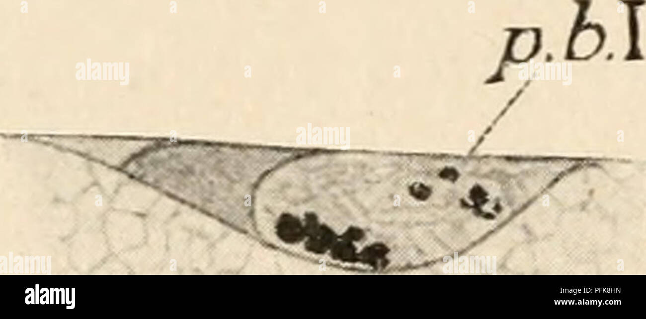 L'immagine fornisce un'analisi dettagliata della citologia, in particolare per quanto riguarda il comportamento dei nuclei aploidi dell'uovo durante lo sviluppo partenogenetico. Contrasta le idee sbagliate precedenti con osservazioni biologiche più accurate sulla funzione nucleare e lo sviluppo embrionale. Foto Stock