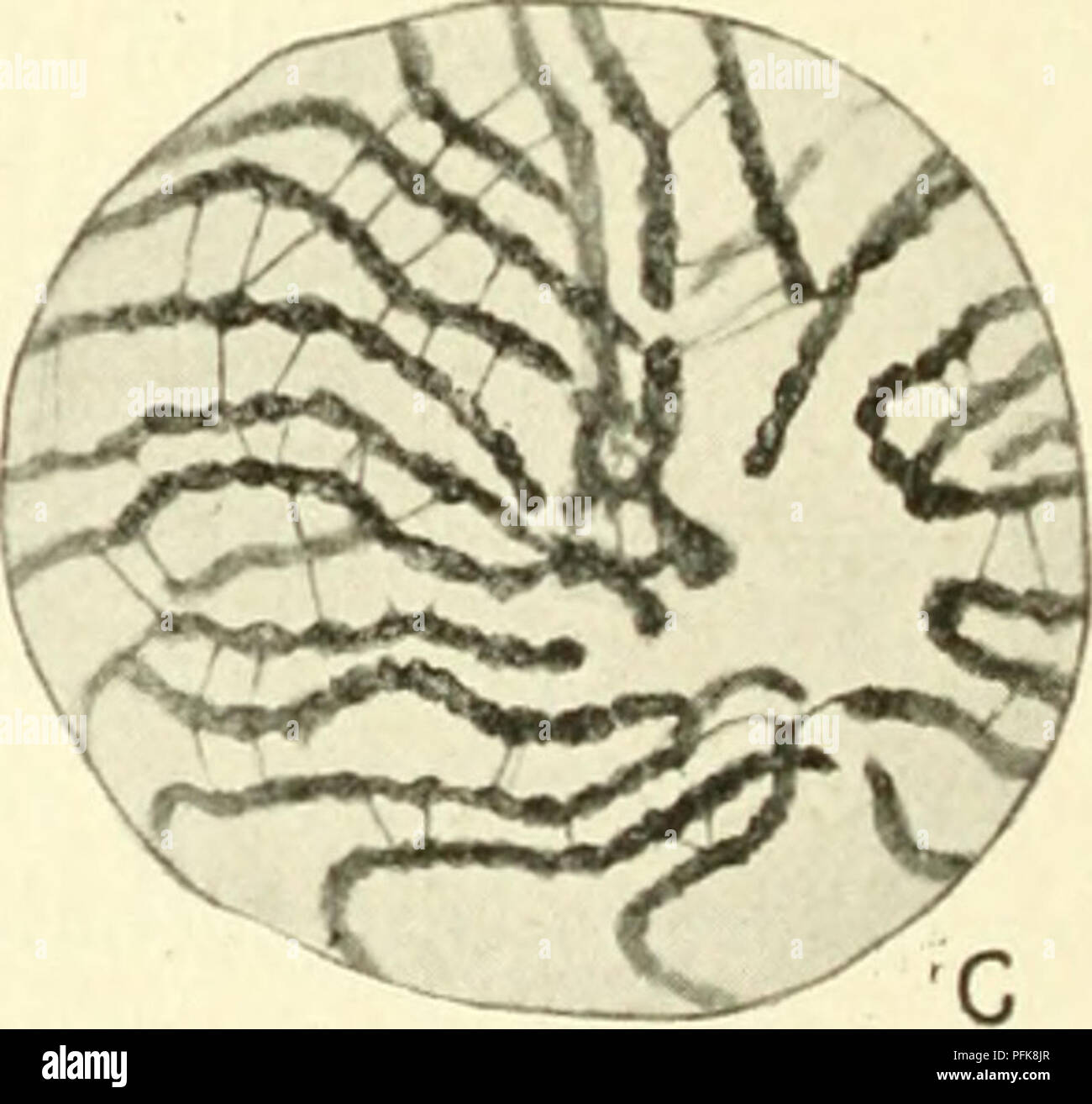 . Citologia, con speciale riferimento al nucleo metazoan. Cellule; citologia. Fig. 16. La meiosi in Lepidosiren (maschio). (Agar, D.J.M.S., 1912.), riposo sperraatogonial nucleo; B, C, gli spermatogoni! Prophase; D, figlia piastra da un spennatogonial anaphase; e, in appoggio spermatocyte I.; F, zygotene; G, nucleo pachytene. A seguito di questa situazione, la parola synapsis proposto da Moore per coprire tutto il periodo della meiosi in cui syndesis si verifica, è stato appUed da molti cytologists alla sua più cospicua solo funzione, ossia la contrazione appena descritto. Esso è stato accuratamente stabilito, h Foto Stock