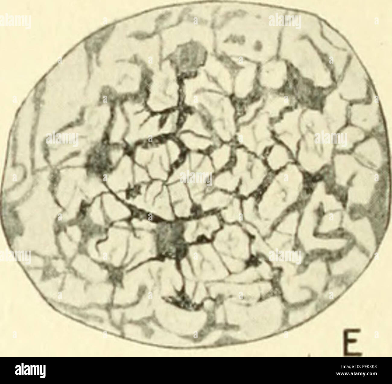 . Citologia, con speciale riferimento al nucleo metazoan. Cellule; citologia. . Si prega di notare che queste immagini vengono estratte dalla pagina sottoposta a scansione di immagini che possono essere state migliorate digitalmente per la leggibilità - Colorazione e aspetto di queste illustrazioni potrebbero non perfettamente assomigliano al lavoro originale. Agar, Wilfred Eade, 1882-. London Macmillan Foto Stock