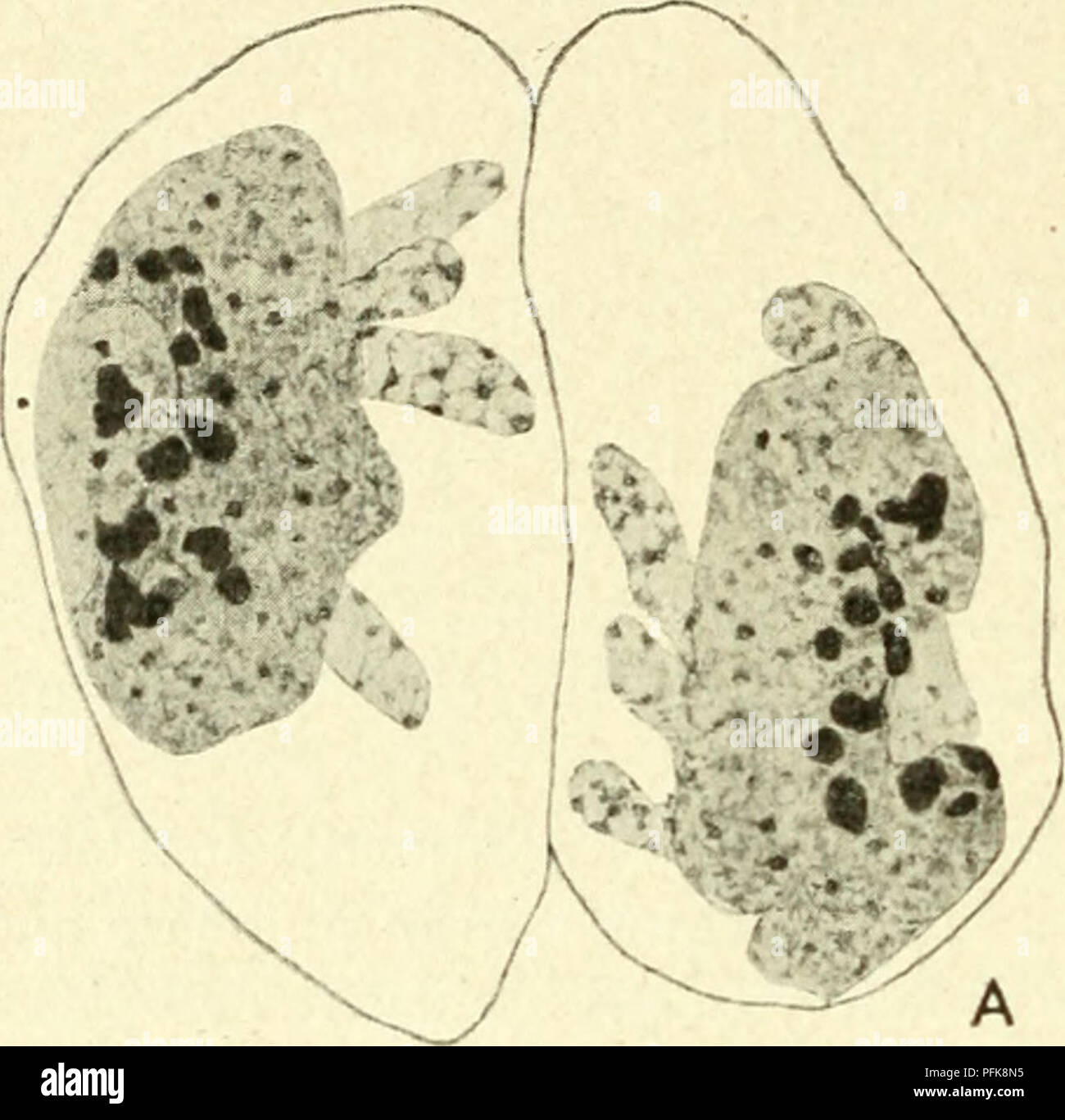 Questa immagine mostra la citologia delle cellule metazoiche, concentrandosi in particolare sul nucleo e sui suoi componenti durante i vari stadi della divisione cellulare. Evidenzia la struttura più grossolana delle masse cromatiniche e la relazione tra cariosomi e cromosomi telofase o profase. L'immagine raffigura un denso anello di cromatina formato durante l'anafasi nella specie Lepidosiren. Foto Stock