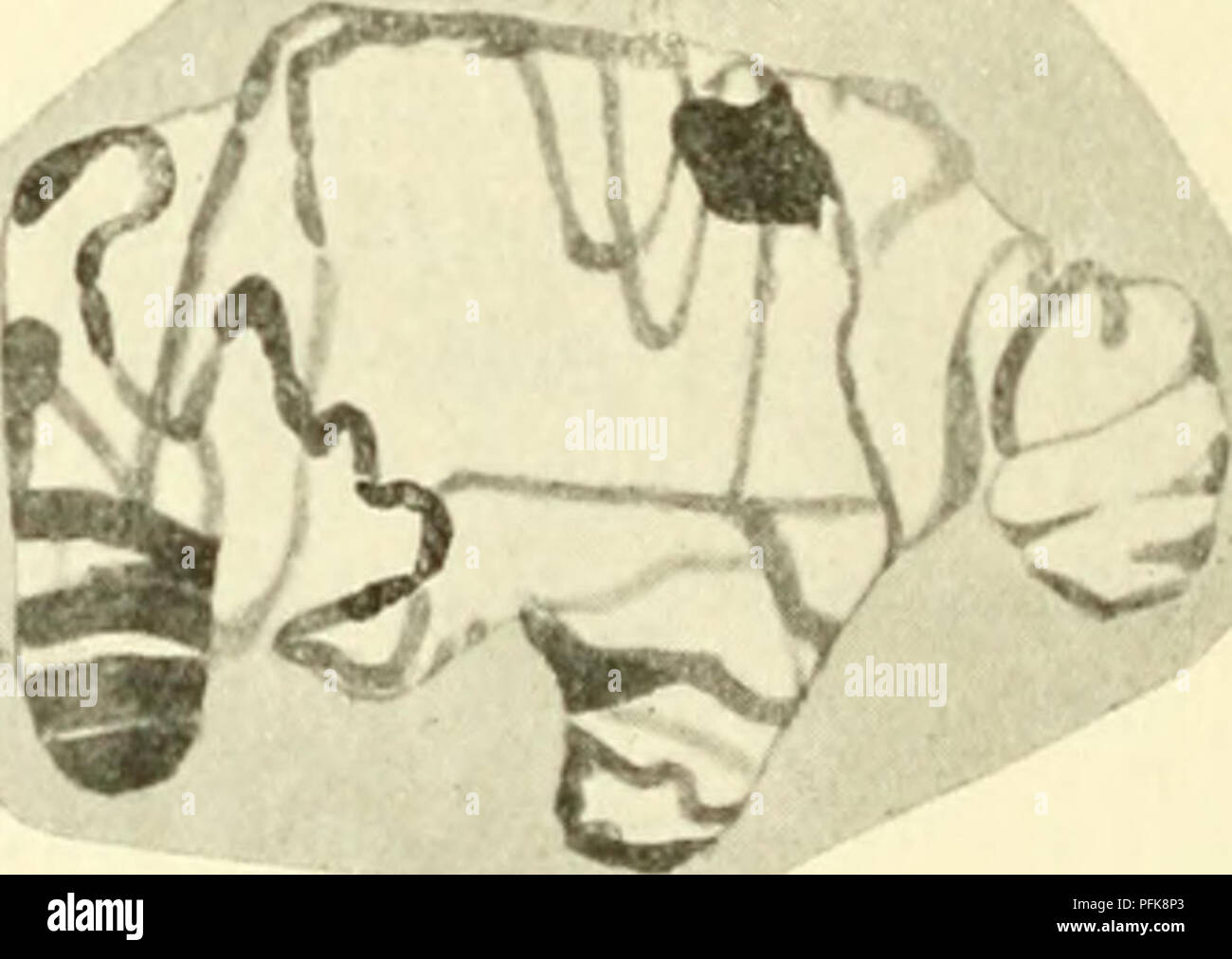 Questo studio sulla citologia si concentra sul nucleo metazoico, evidenziando il processo evolutivo dei nuclei blastomeri in *Ascaris megalocephala*, mostrando la formazione di cromosomi profase dai nuclei telofase durante la mitosi. I cambiamenti nella struttura cromosomica durante le diverse fasi della mitosi sono dettagliati, sottolineando il loro ruolo nella funzione cellulare e nella divisione. Foto Stock