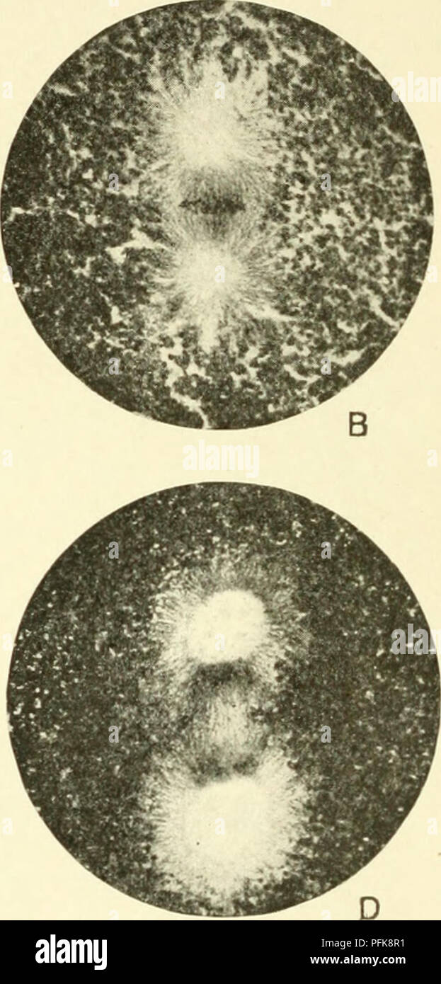 . Citologia, con speciale riferimento al nucleo metazoan. Cellule; citologia. Fig. 4. La prima scissione mitosi nell'uovo di Echinus escuknitts (micro-fotografie dal professor T. H. Bryce). Un, fine prophase, membrana nucleare rompendo ; B, metafase, C, inizio, e D, fine, anaphase. cromatina, ma non molto voluminose acromatico di figura, mentre la Fig. 4 rappresenta una mitosi di un nucleo povero di cromatina, ma dotato di una ben sviluppata acromatico di figura. La sequenza di eventi nella mitosi è comunemente suddivisa in quattro fasi principali, cioè prophase, metafase, anaphase (Strasburger, 188 Foto Stock