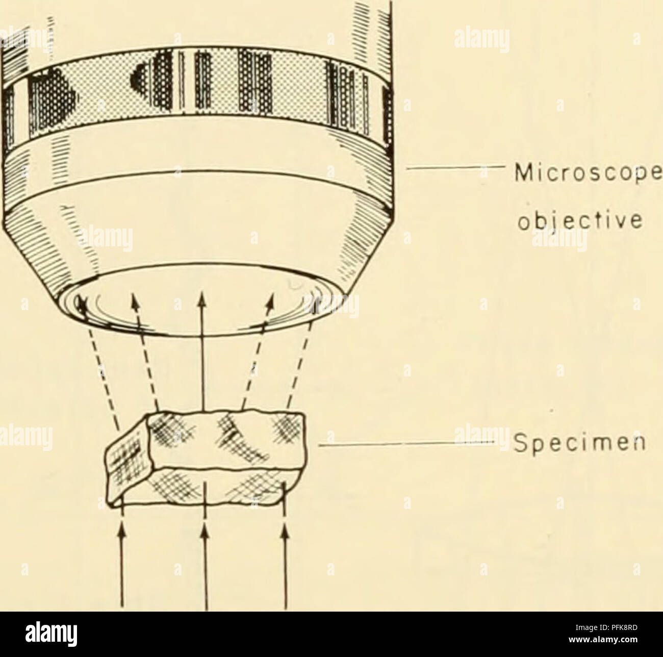 La citologia, uno studio di biologia cellulare, si concentra sull'interazione della luce e dei campioni in un microscopio ottico. Questo diagramma illustra come la luce deviata e non deviata interagiscono per creare immagini di strutture cellulari. Il diagramma aiuta a comprendere i processi di imaging cellulare. Foto Stock