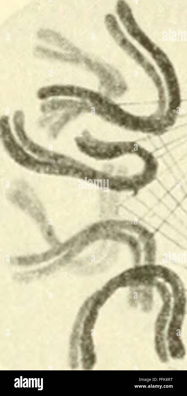 . Citologia, con speciale riferimento al nucleo metazoan. Cellule; citologia. B. TV7" VAAV^ ^ &gt;* v H Fig. 2. Schema della mitosi. Il nucleo contiene sei cromosomi. Un, nucleo di riposo ; B, inizio prophase, singoli cromosomi non ancora distinguibile, centrosome dividendo ; C, medio prophase, aspetto del mandrino figura ; D, fine prophase. La membrana nucleare è scomparsa e i cromosomi sono sempre attaccato al mandrino fibre. E la metafase ; F, anaphase ; G, telophase ; H, nucleare e la divisione cellulare completa, e la figlia di nuclei ricostituito.. Si prega di notare che questi im Foto Stock