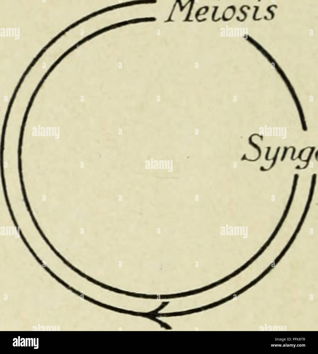. Citologia, con speciale riferimento al nucleo metazoan. Le cellule. Singamia (30) II meiosi singamia (30) Pteridophyla meiosi. V Phanerogam singamia (30)*. Si prega di notare che queste immagini vengono estratte dalla pagina sottoposta a scansione di immagini che possono essere state migliorate digitalmente per la leggibilità - Colorazione e aspetto di queste illustrazioni potrebbero non perfettamente assomigliano al lavoro originale. Agar, W. E. (Wilfred Eade), 1882-1951. Londra, Macmillan e Co. , Limitata Foto Stock
