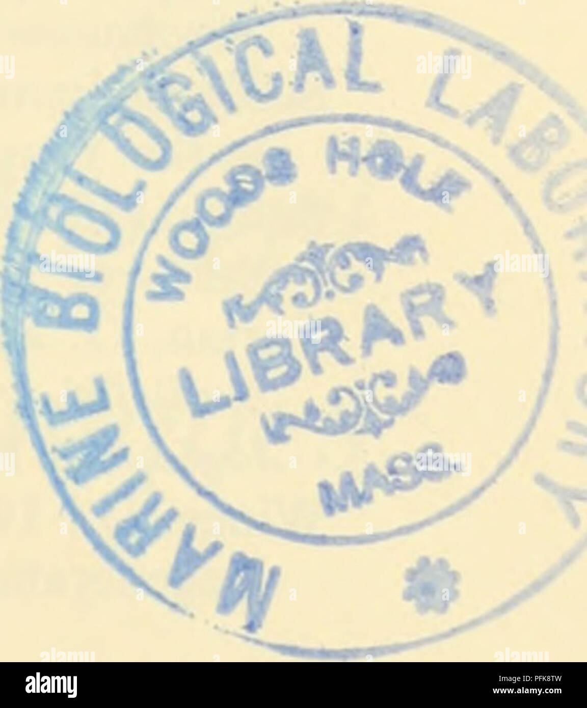 Questo fotomicrografo illustra lo stadio anafase della mitosi nell'alga Spirogyra, mostrando distinto apparato mandrino e cromosomi, evidenziando le caratteristiche principali della divisione cellulare. Foto Stock