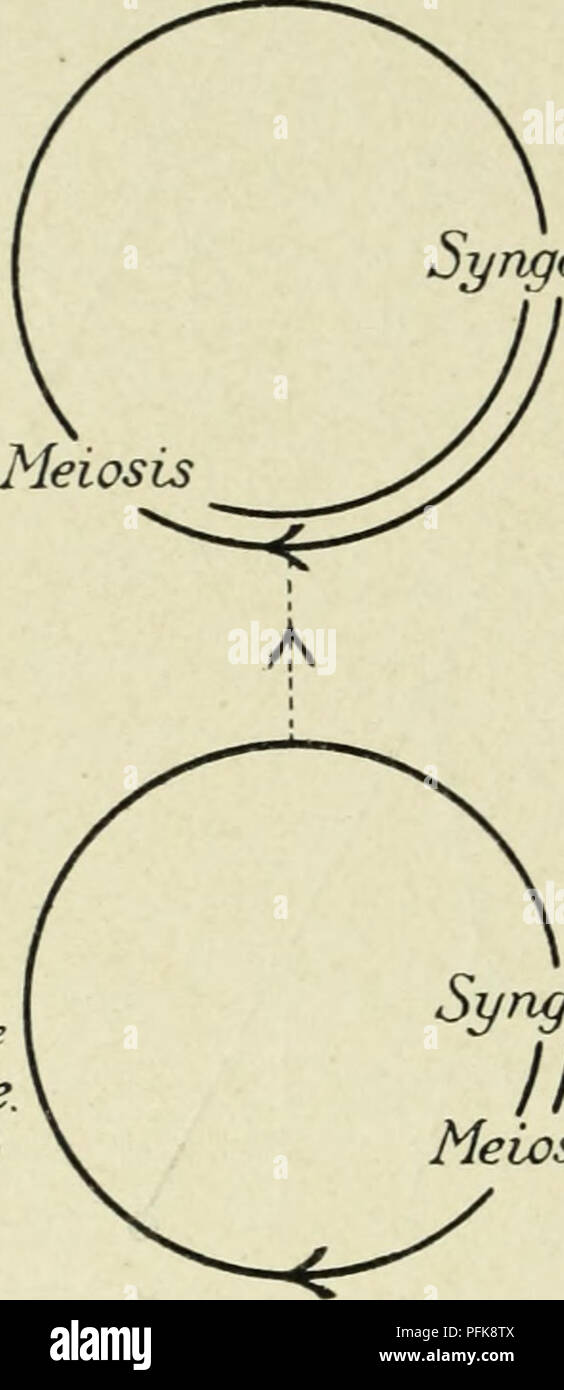 . Citologia, con speciale riferimento al nucleo metazoan. Le cellule. Aggregato singamia (30) Diplocgstis alcune delle Rhodophyceae. (Nemalicnes). Singamia (30) II meiosi singamia (30) Pteridophyla meiosi. Si prega di notare che queste immagini vengono estratte dalla pagina sottoposta a scansione di immagini che possono essere state migliorate digitalmente per la leggibilità - Colorazione e aspetto di queste illustrazioni potrebbero non perfettamente assomigliano al lavoro originale. Agar, W. E. (Wilfred Eade), 1882-1951. Londra, Macmillan e Co. , Limitata Foto Stock