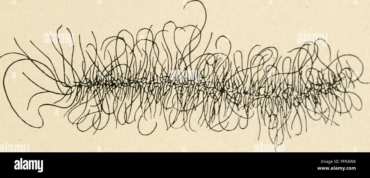 . Citologia, con speciale riferimento al nucleo metazoan. Le cellule. II MEIOSI nella femmina 59 i problemi particolari sollevati dalla vescicola germinale in fase oogenesis sono : (i) la continuità dei cromosomi durante tutto questo periodo. (2) La relazione tra i cromosomi e il nucleoli. (3) Il collegamento tra il pecuhar vescicola germinale e fase sincrona di enorme crescita del citoplasma dell'uovo, insieme con la formazione di tuorlo. (4) fa qualsiasi uno stadio comparabile si verificano nella spermatogenesi ? (I) la continuità dei cromosomi le condizioni della vescicola germinale hanno b Foto Stock