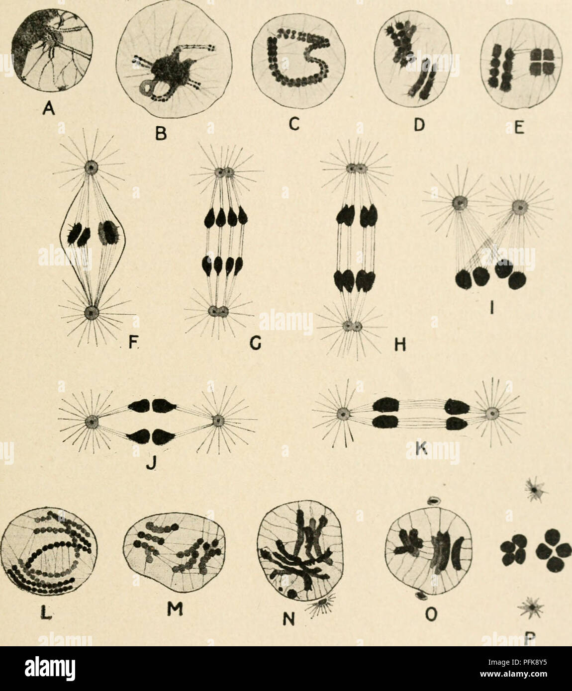 . Citologia, con speciale riferimento al nucleo metazoan. Le cellule. II MEIOSI IN ASCARIS 51 dalla fase successiva illustrata nella Fig. 20, C, synizesis ha completamente dis- è apparso, e tutti la cromatina è in forma di un lungo, doppiamente split thread (solo uno split è visibile nel piano della figura). Come ci sono veramente due cromosomi bivalente presente, questi devono essere unite tempor-. FiG. 20. Una vista di estremità, e pertanto la sua costituzione quadrupla è rivelato. F, la metafase I. ; G, H, anaphase I. ; io, la preparazione per la seconda divisione ; J, metafase II. ; K, anaphase II. ; L-M e N-P, condensazione del de Foto Stock