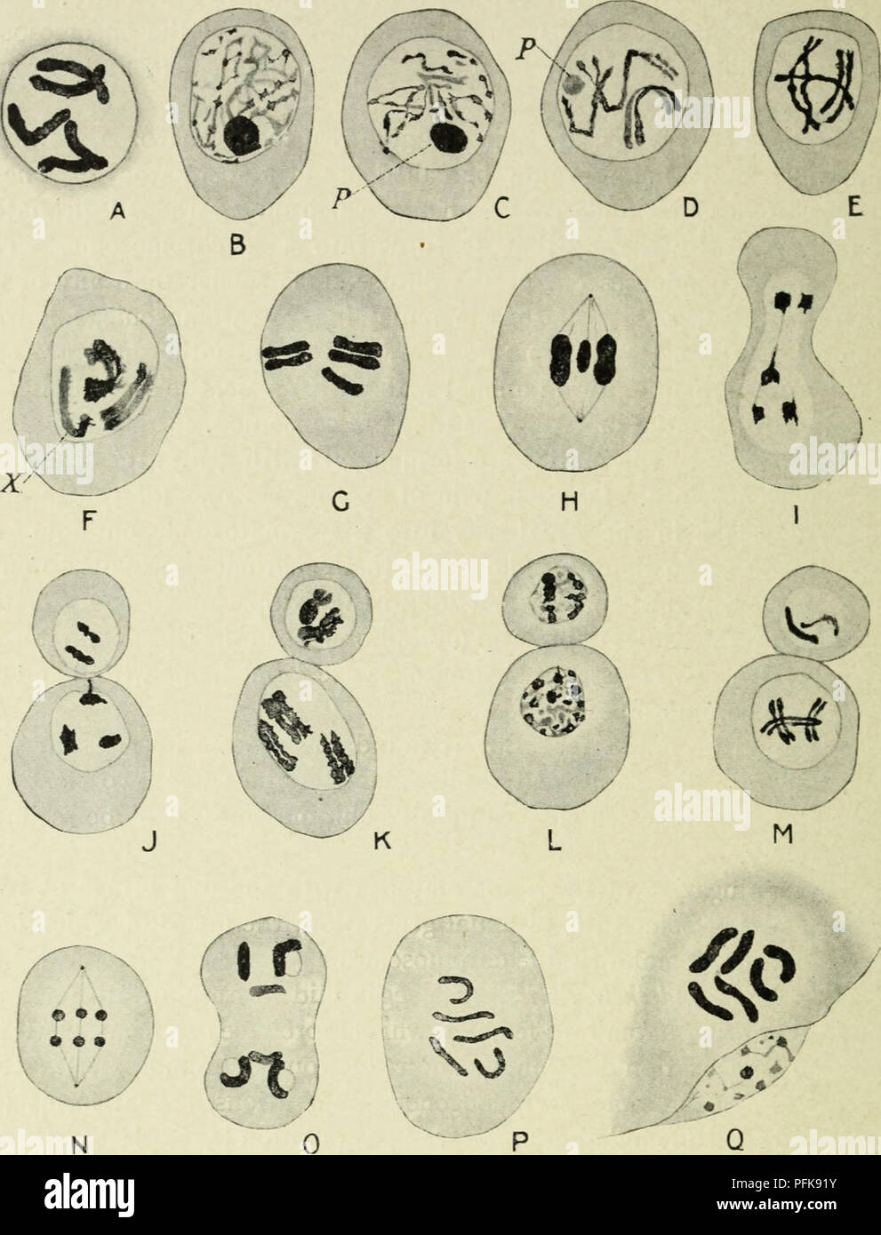 . Citologia, con speciale riferimento al nucleo metazoan. Cellule. n6 la citologia cap. intatto di un polo in modo che in anaphase I. Ci sono tre cromosomi. Fig. 53. I cromosomi nel ciclo di vita di Aphis saliceti. (Dopo von Baehr, L.C., 1912.), spermatogonial prophase; B, spermatocyte primario, inizio della fase meiotica; C, D, E, F, G, evoluzione dei cromosomi definitivo. Nota i due bivalents e il singolo cromosoma X. H, la metafase L; io, ana- fase I.; J, K, telophase I. Tutti i cromosomi ora simili, tutti essendo univalente e suddivisa in preparazione per la seconda divisione. L, Foto Stock